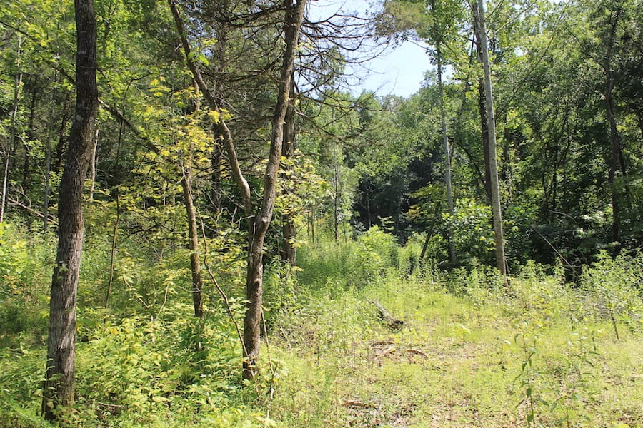Cumberland Ridge Ranch Tract 2 photo 3