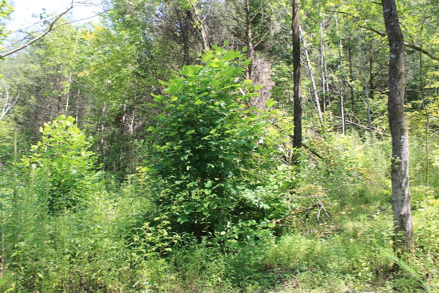 Cumberland Ridge Ranch Tract 2 photo 4