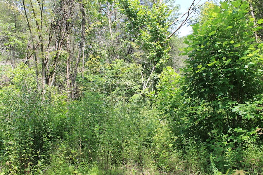 Cumberland Ridge Ranch Tract 2 photo 6