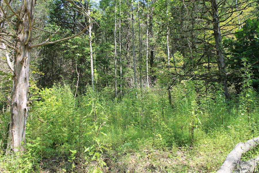 Cumberland Ridge Ranch Tract 2 photo 7
