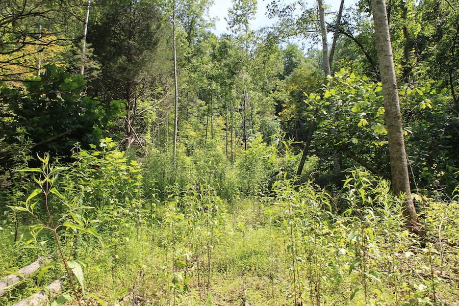 Cumberland Ridge Ranch Tract 2 photo 8
