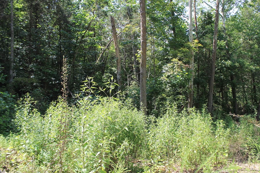 Cumberland Ridge Ranch Tract 2 photo 10