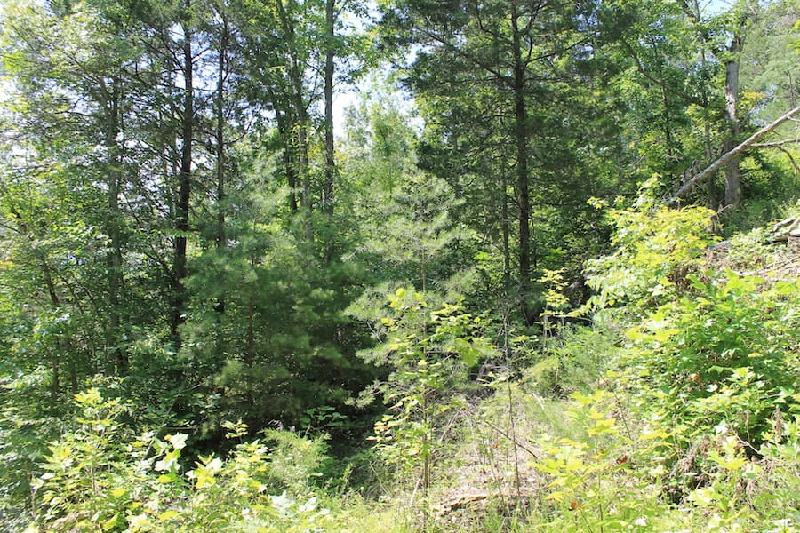 Cumberland Ridge Ranch Tract 2 photo 15