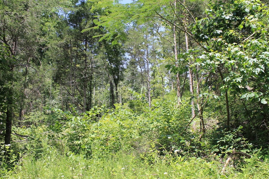 Cumberland Ridge Ranch Tract 2 photo 18