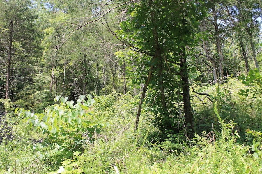 Cumberland Ridge Ranch Tract 2 photo 19