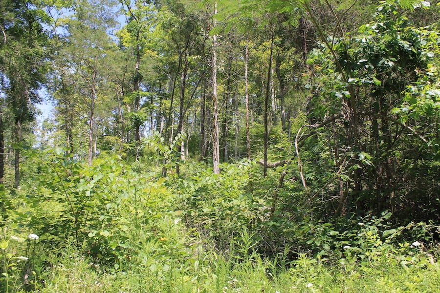 Cumberland Ridge Ranch Tract 2 photo 20