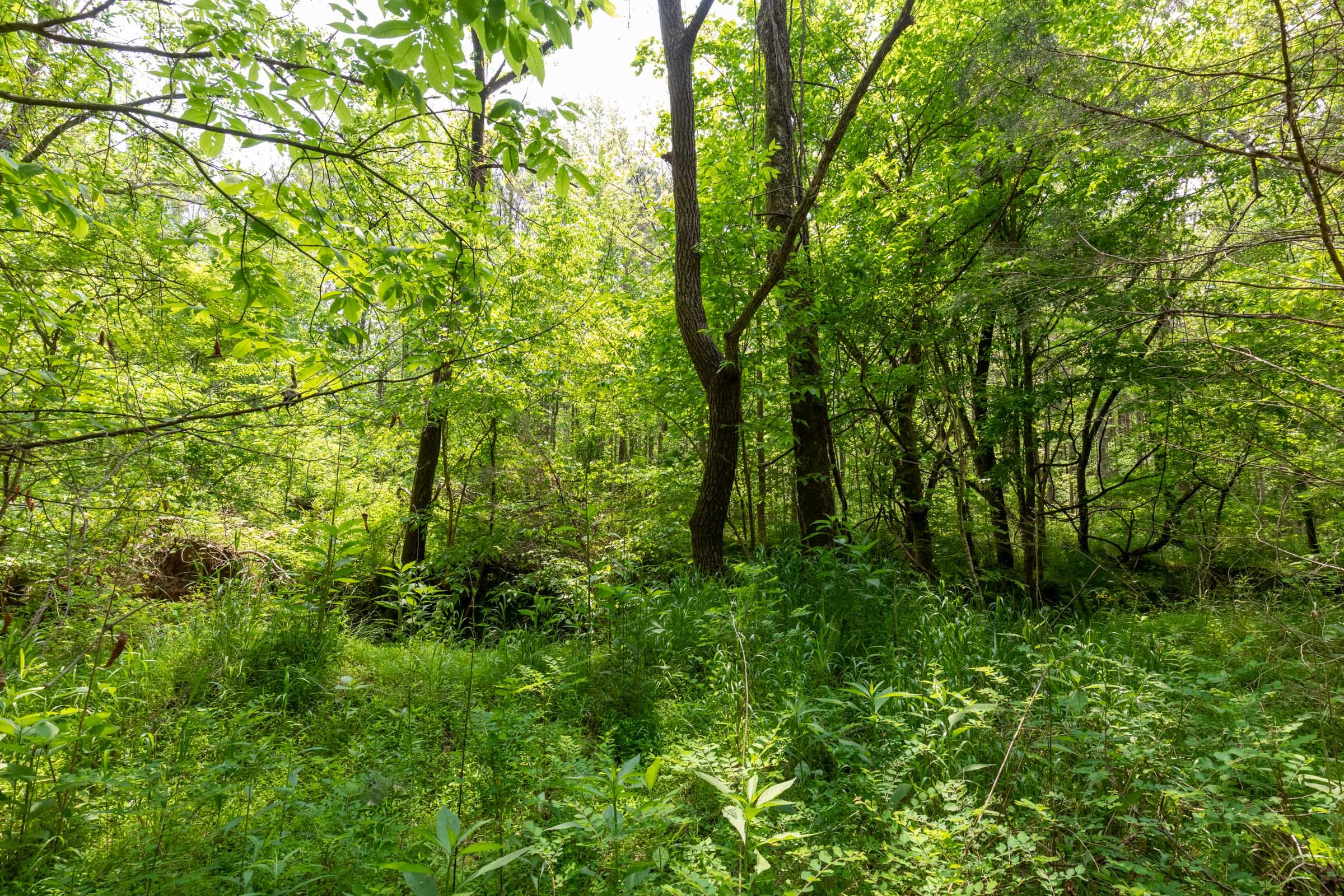 Cedar Creek Tract 34 photo 6