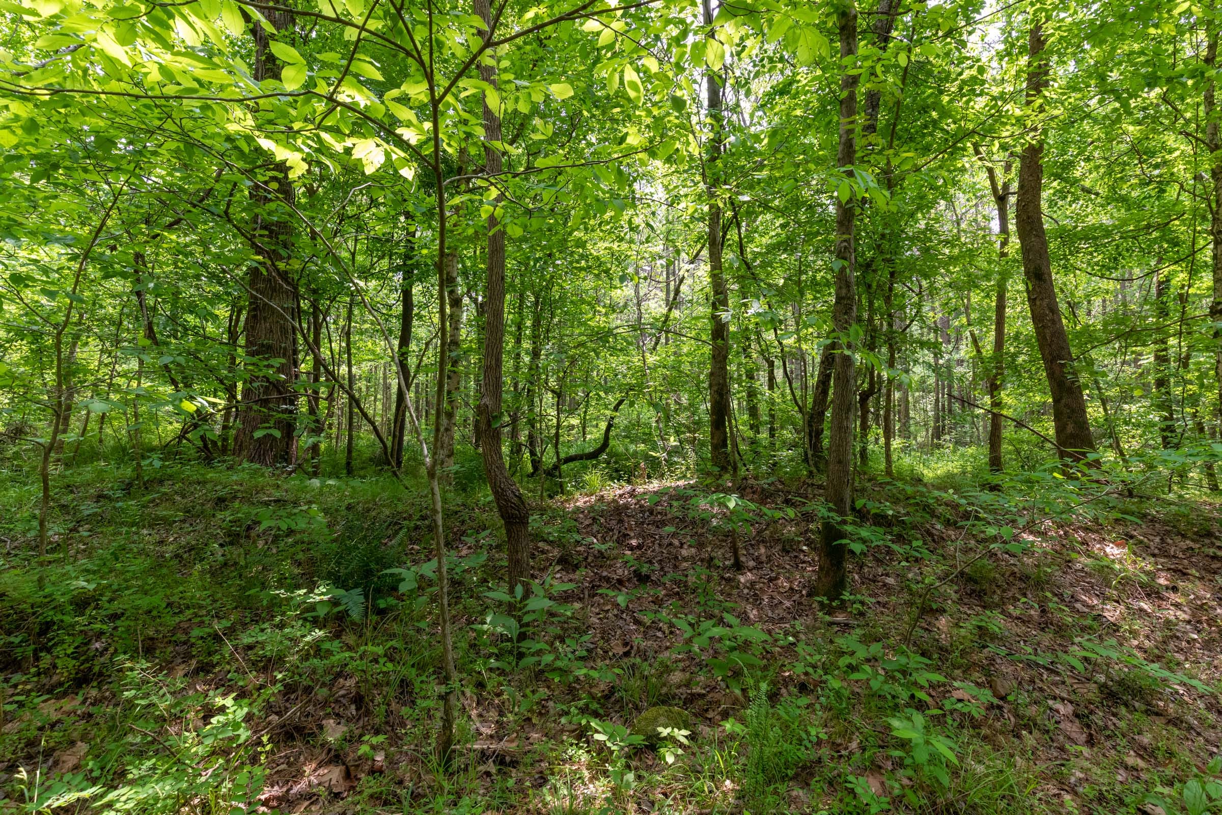 Cedar Creek Tract 34 photo 5