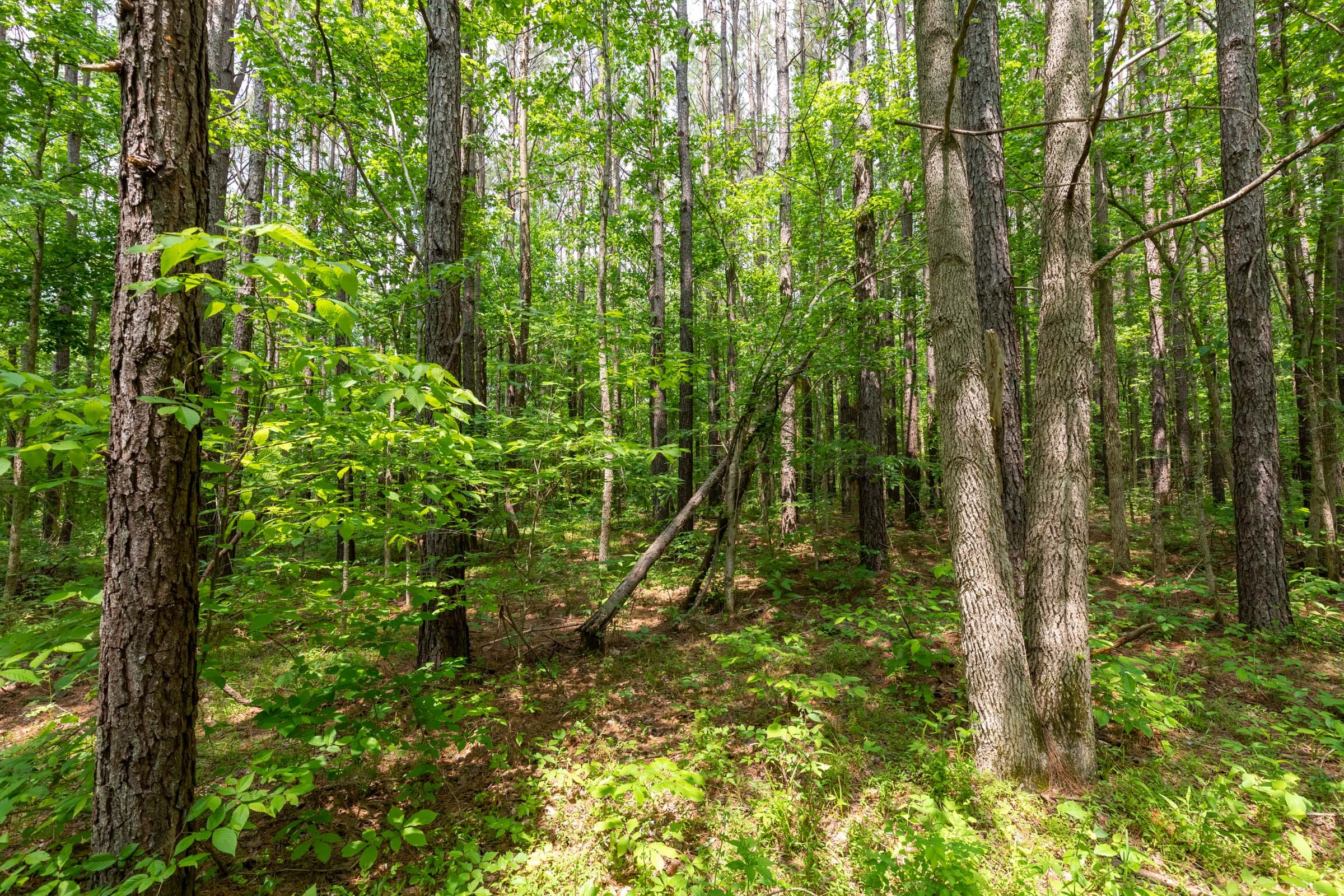 Cedar Creek Tract 34 photo 7