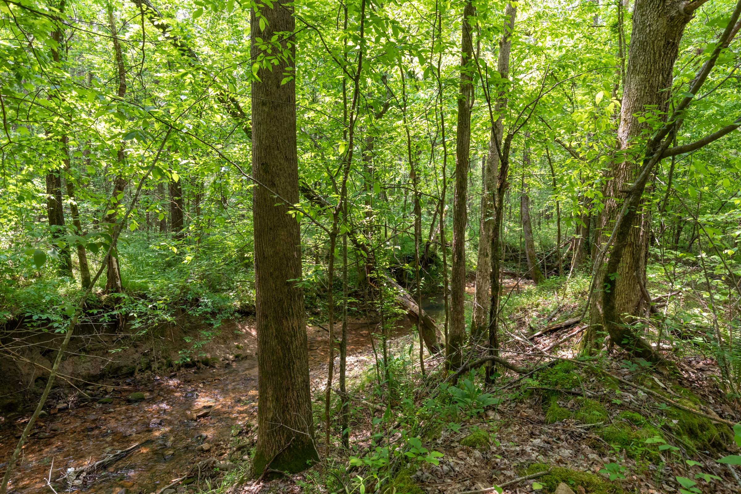 Cedar Creek Tract 34 photo 8