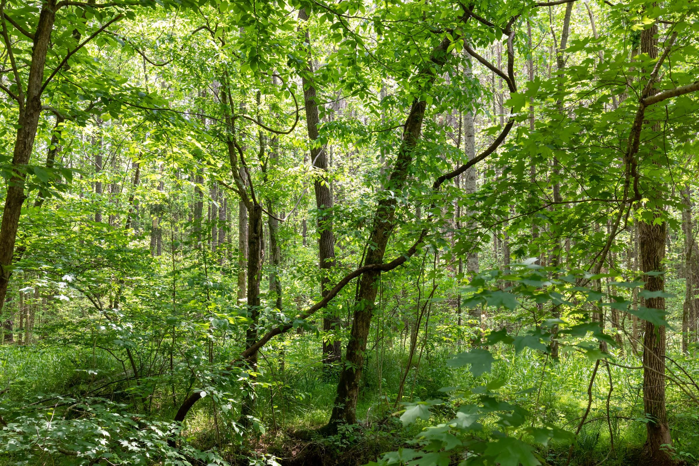 Cedar Creek Tract 34 photo 9