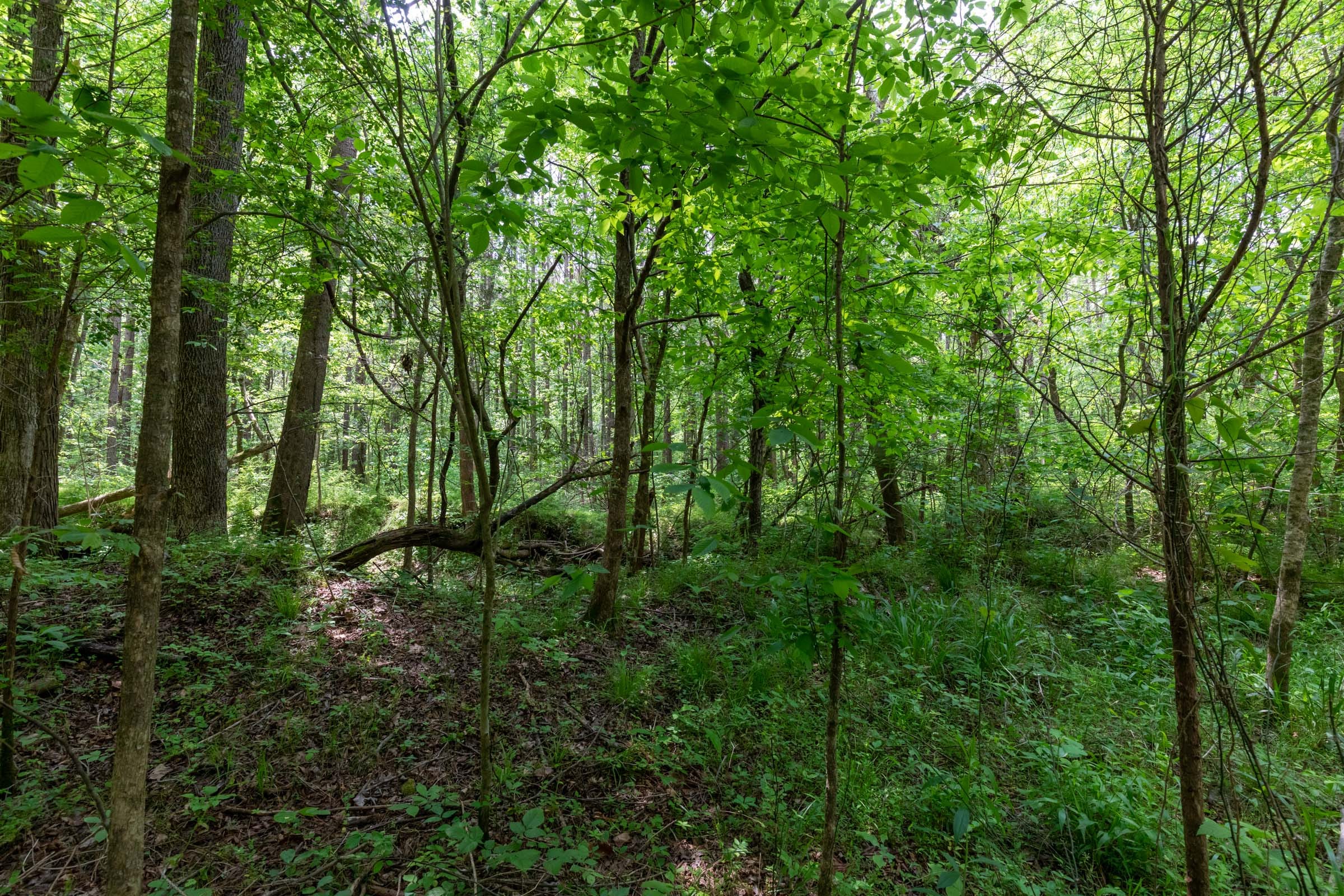 Cedar Creek Tract 34 photo 12