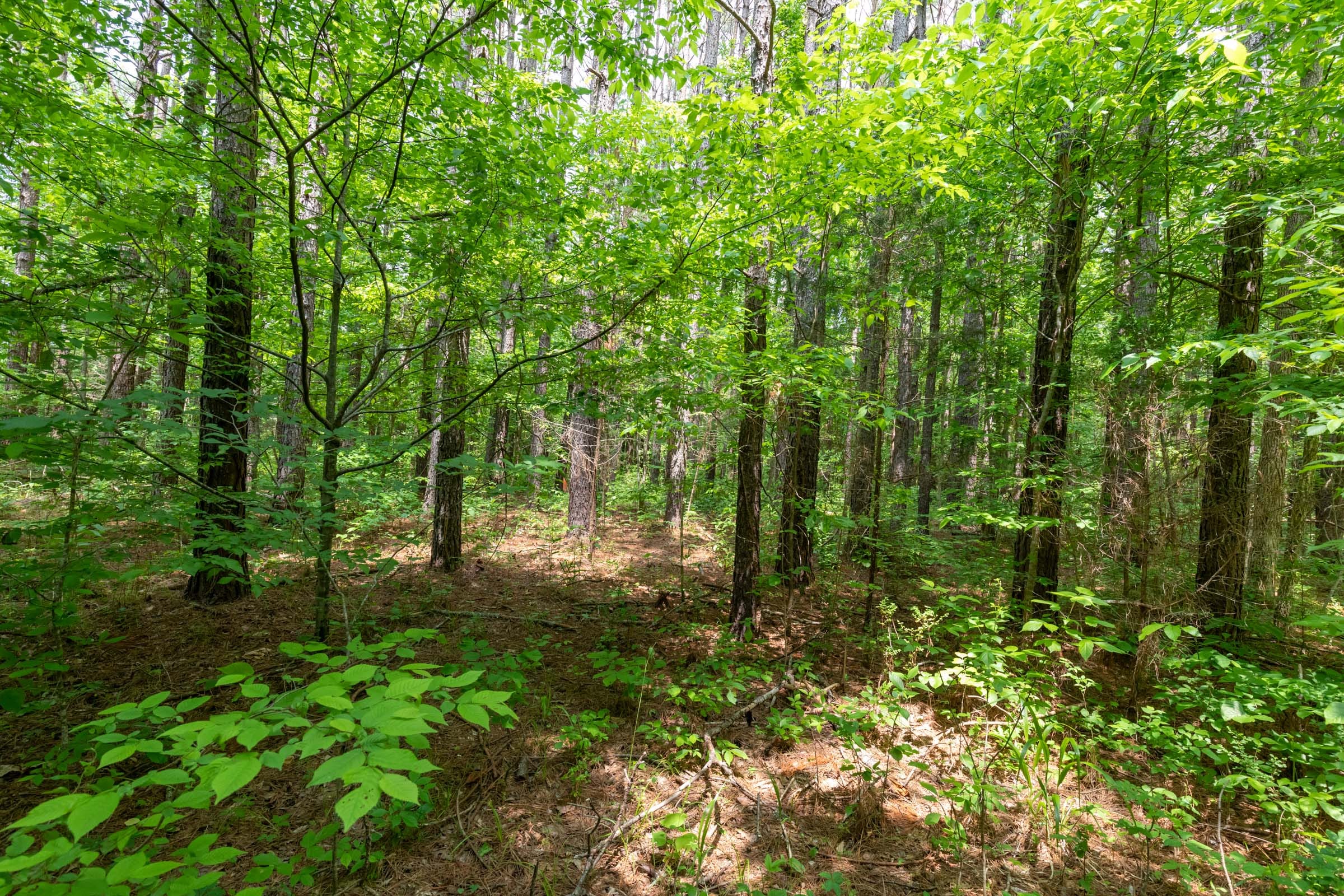 Cedar Creek Tract 34 photo 13