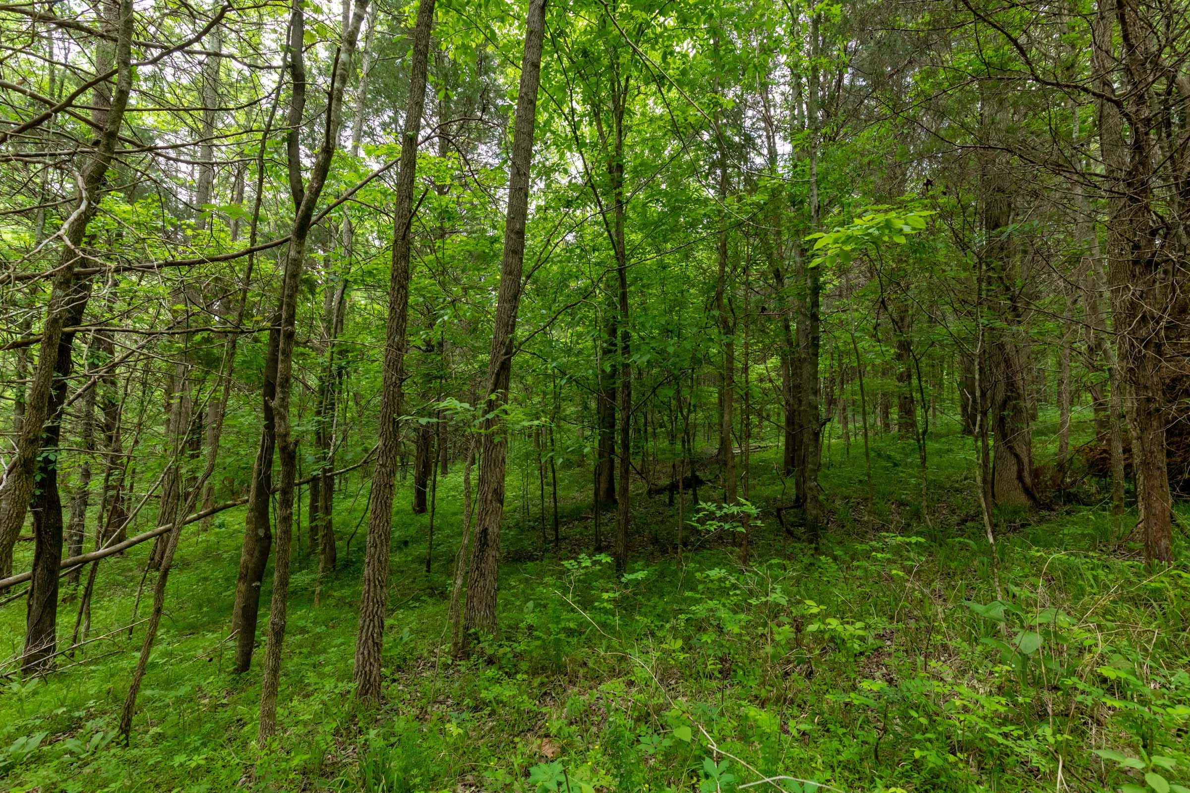 Cedar Creek Tract 34 photo 15