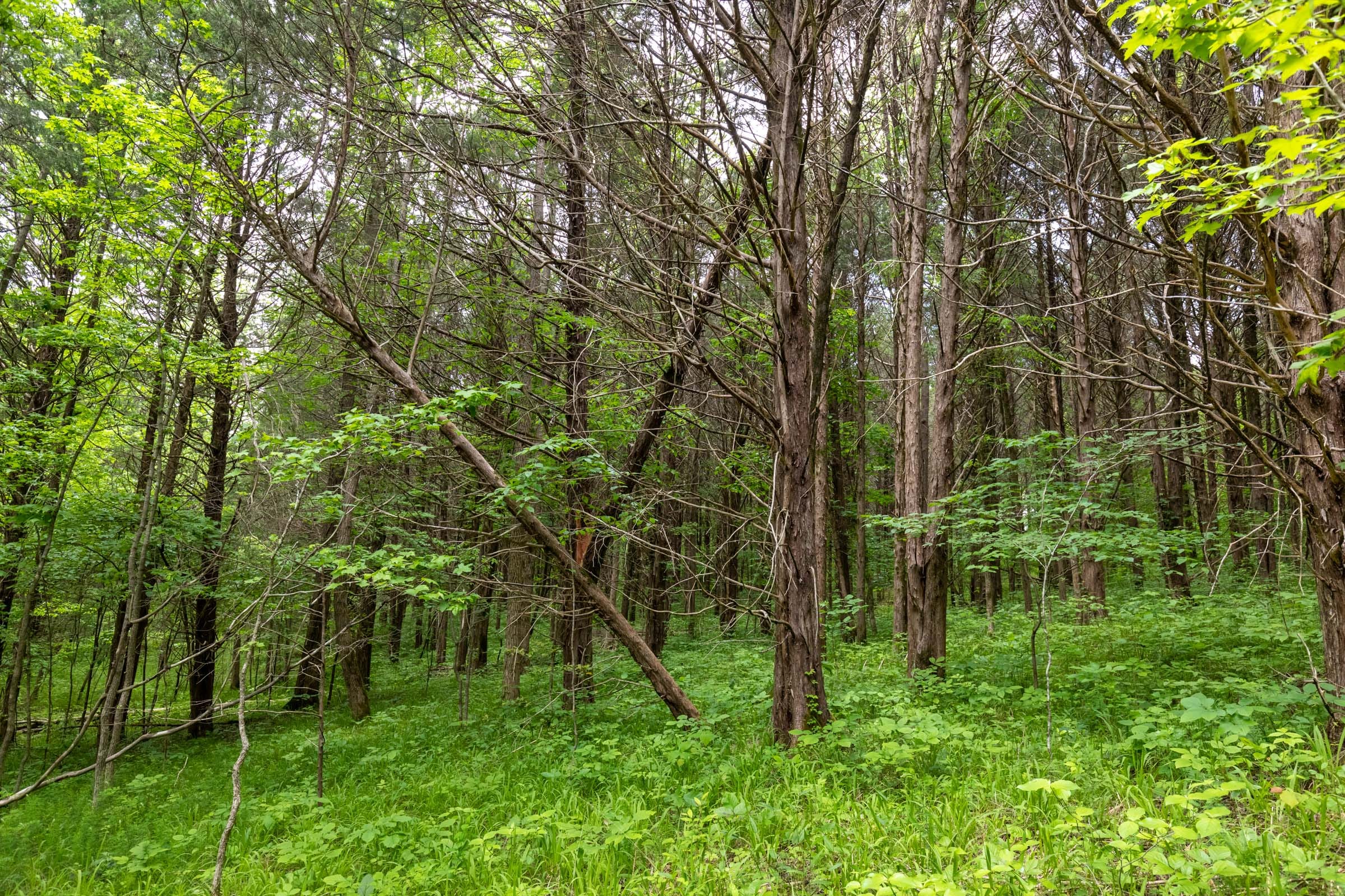 Cedar Creek Tract 34 photo 16