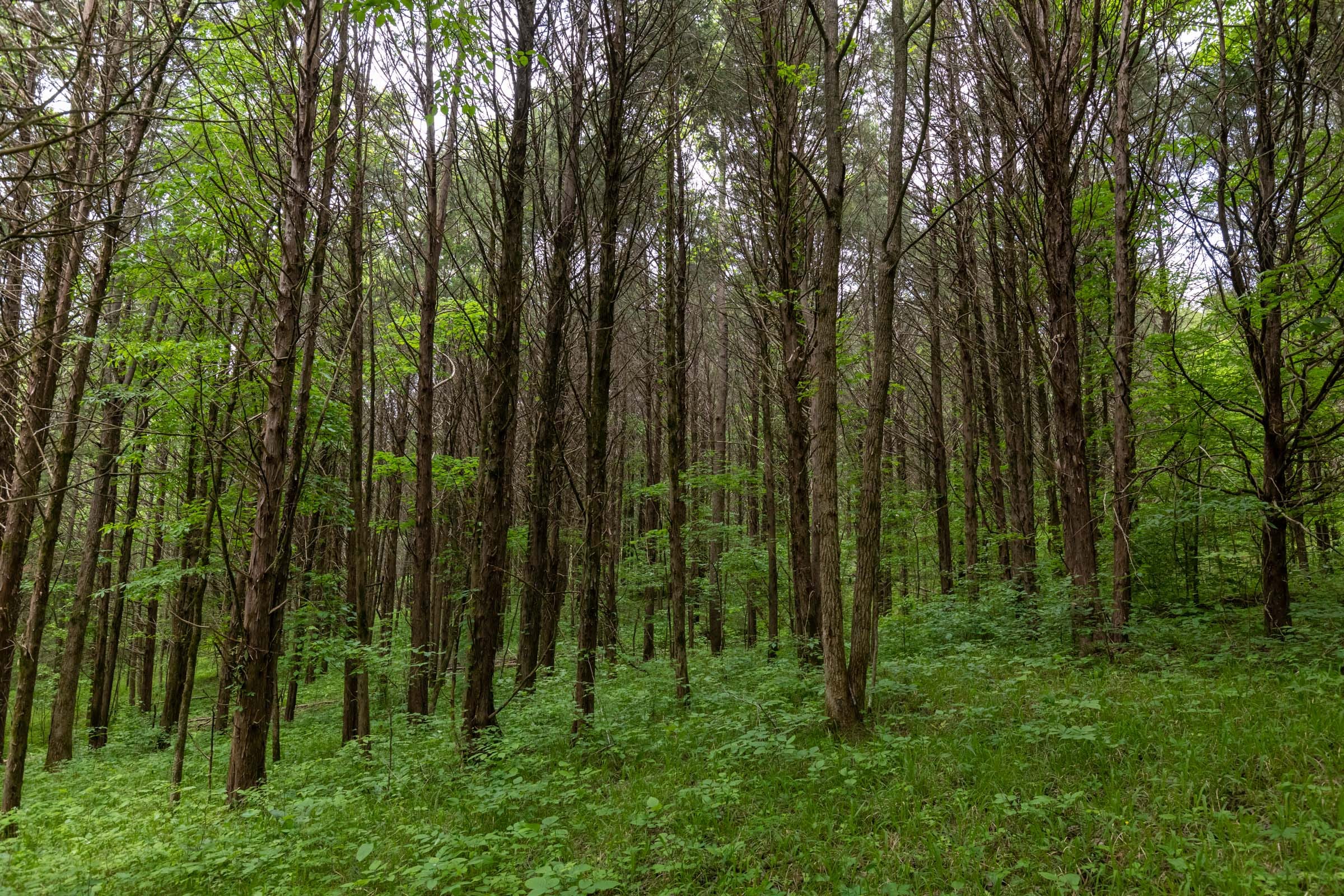 Cedar Creek Tract 34 photo 17