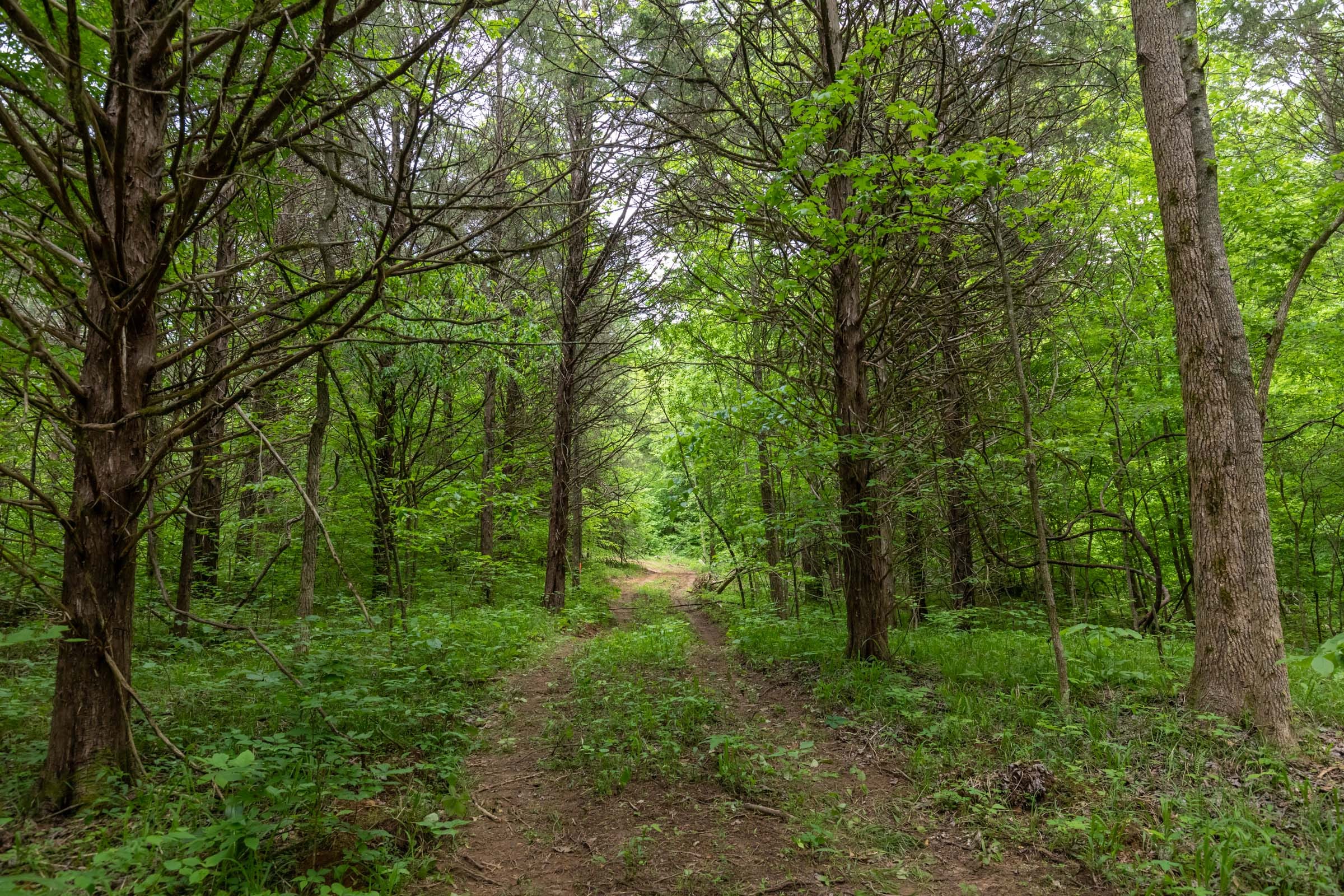 Cedar Creek Tract 34 photo 1