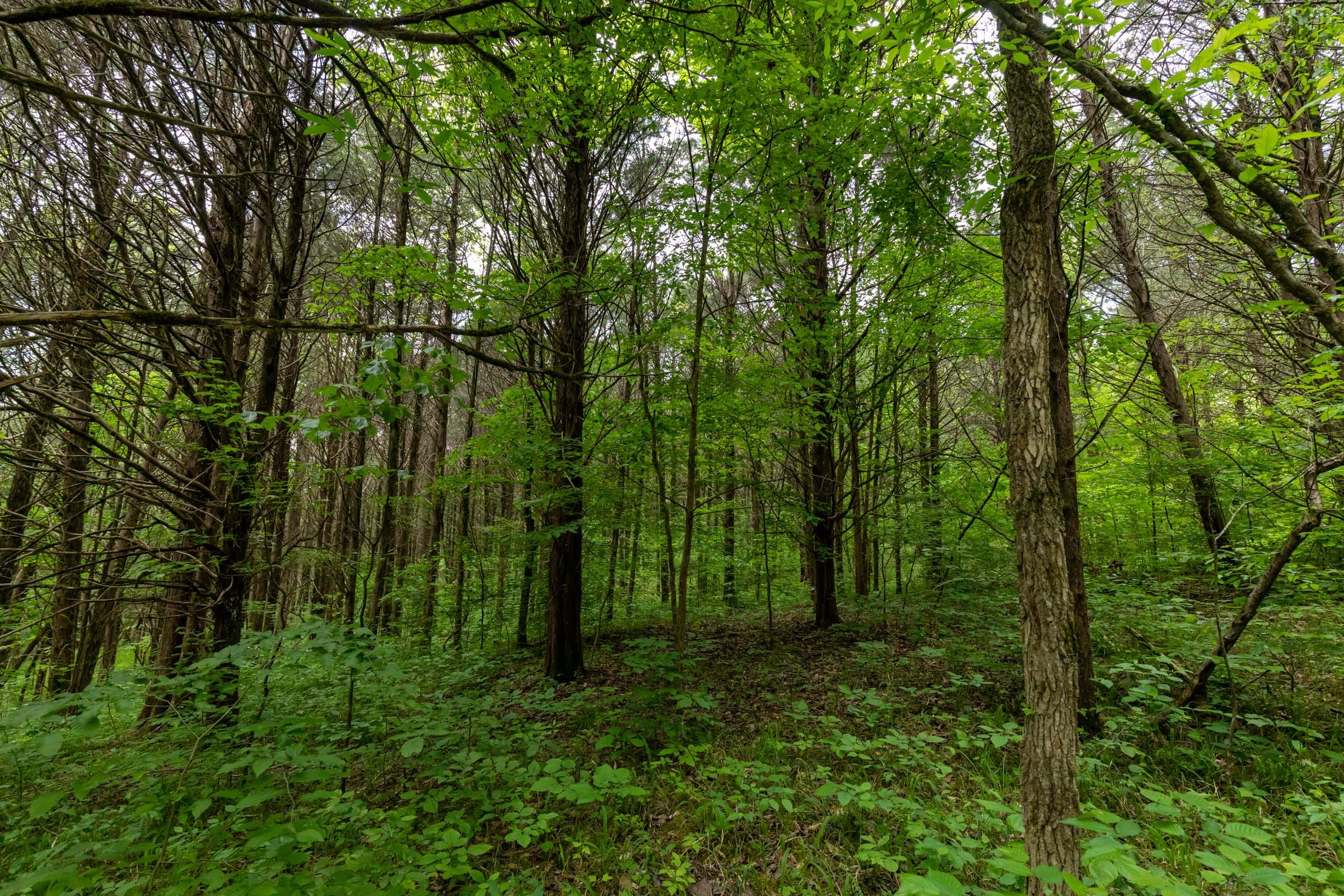 Cedar Creek Tract 34 photo 18