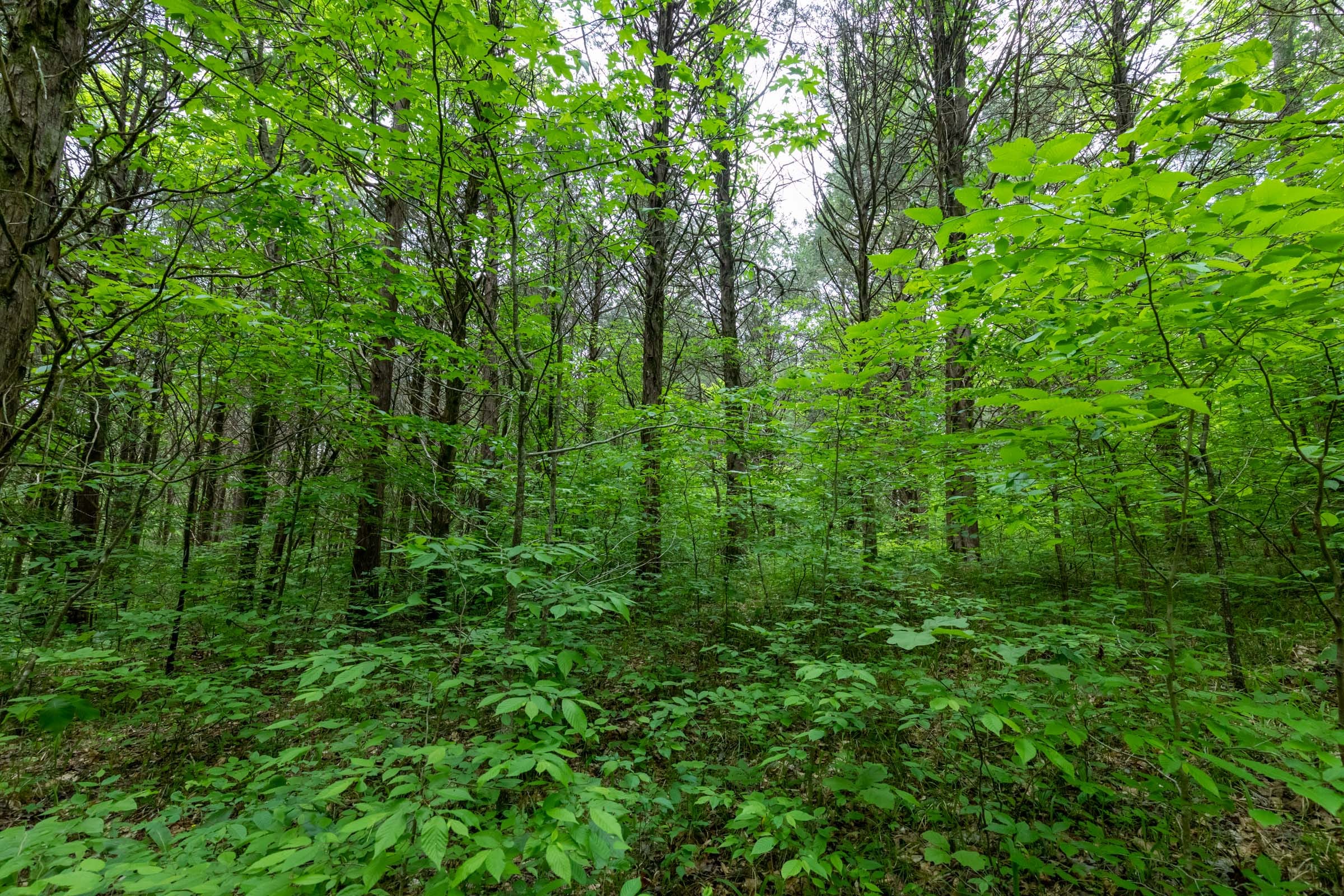 Cedar Creek Tract 34 photo 19