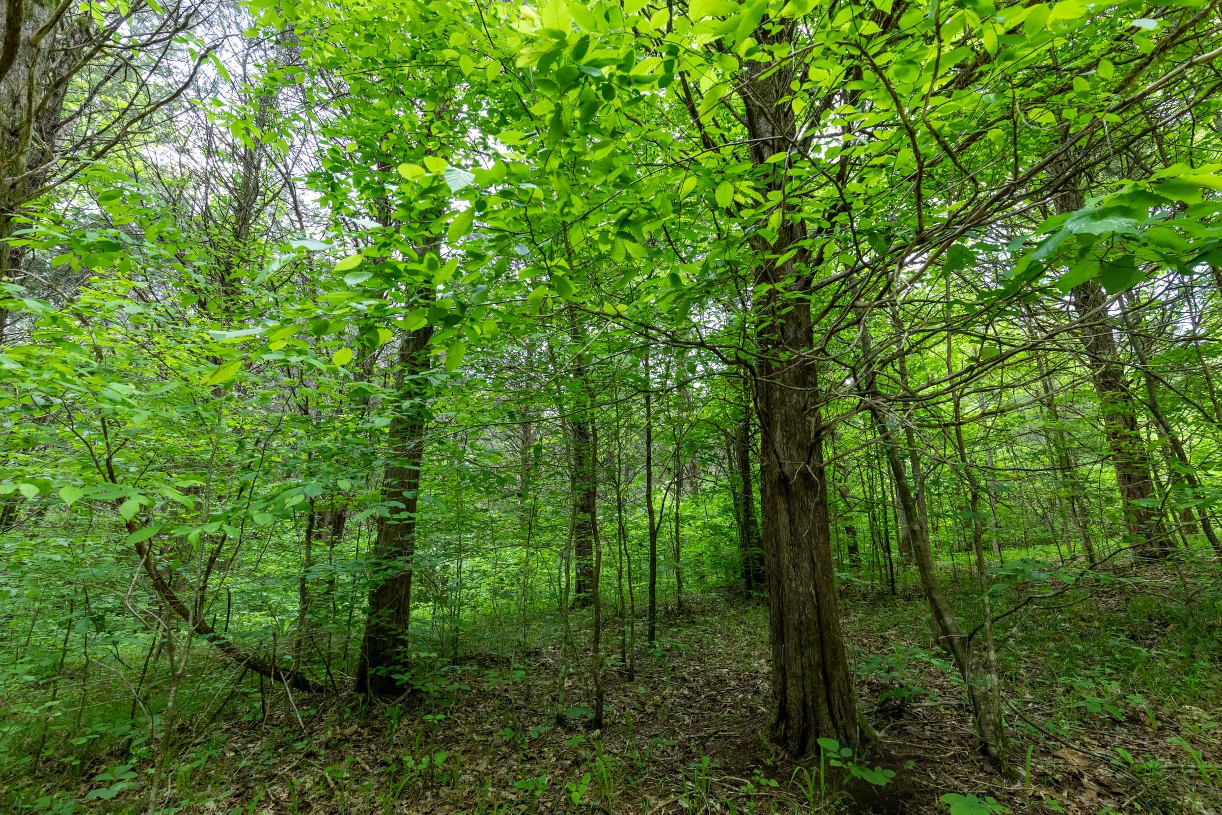 Cedar Creek Tract 34 photo 20