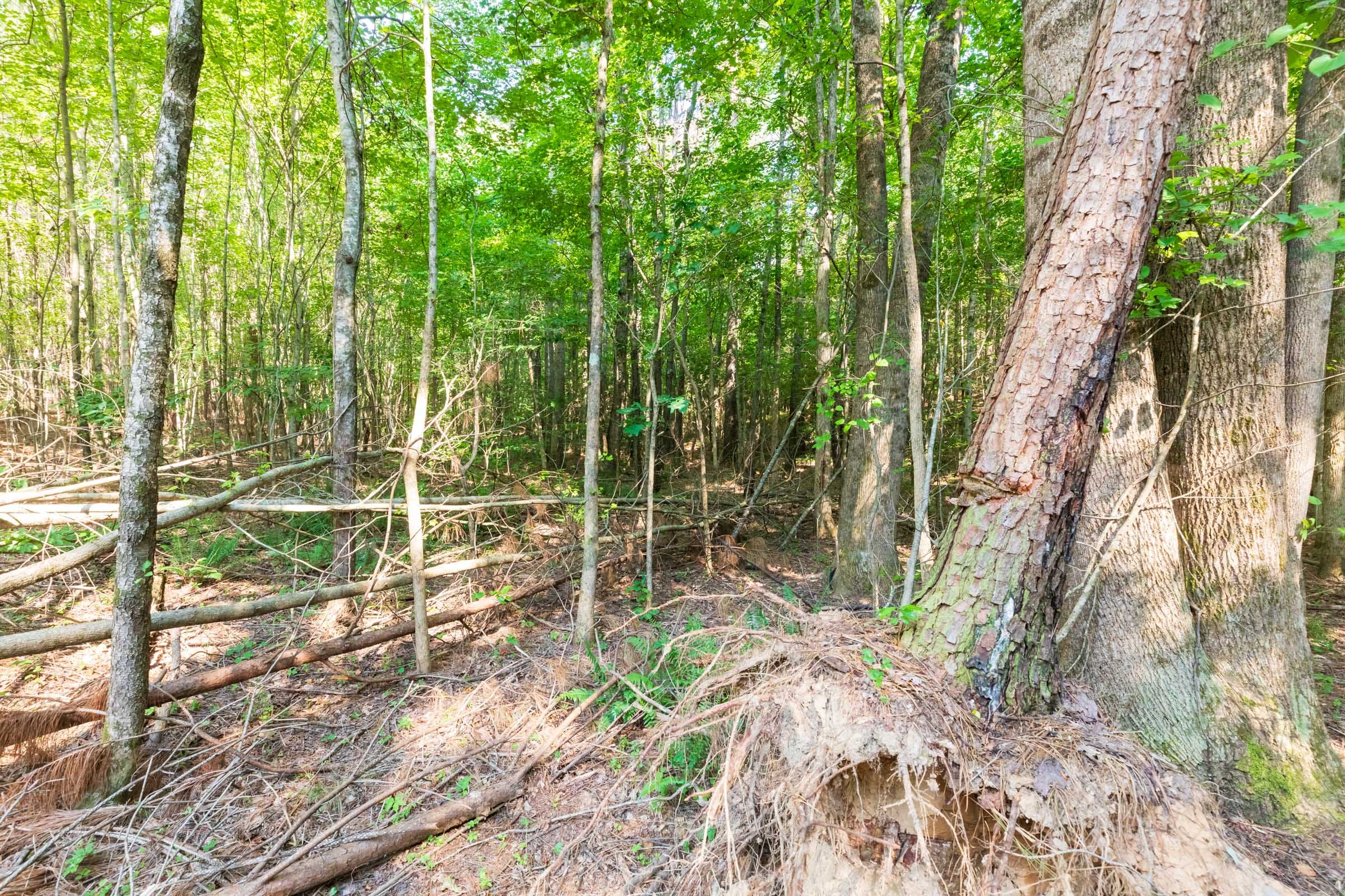Whiskey Ridge Tract 112 photo 2