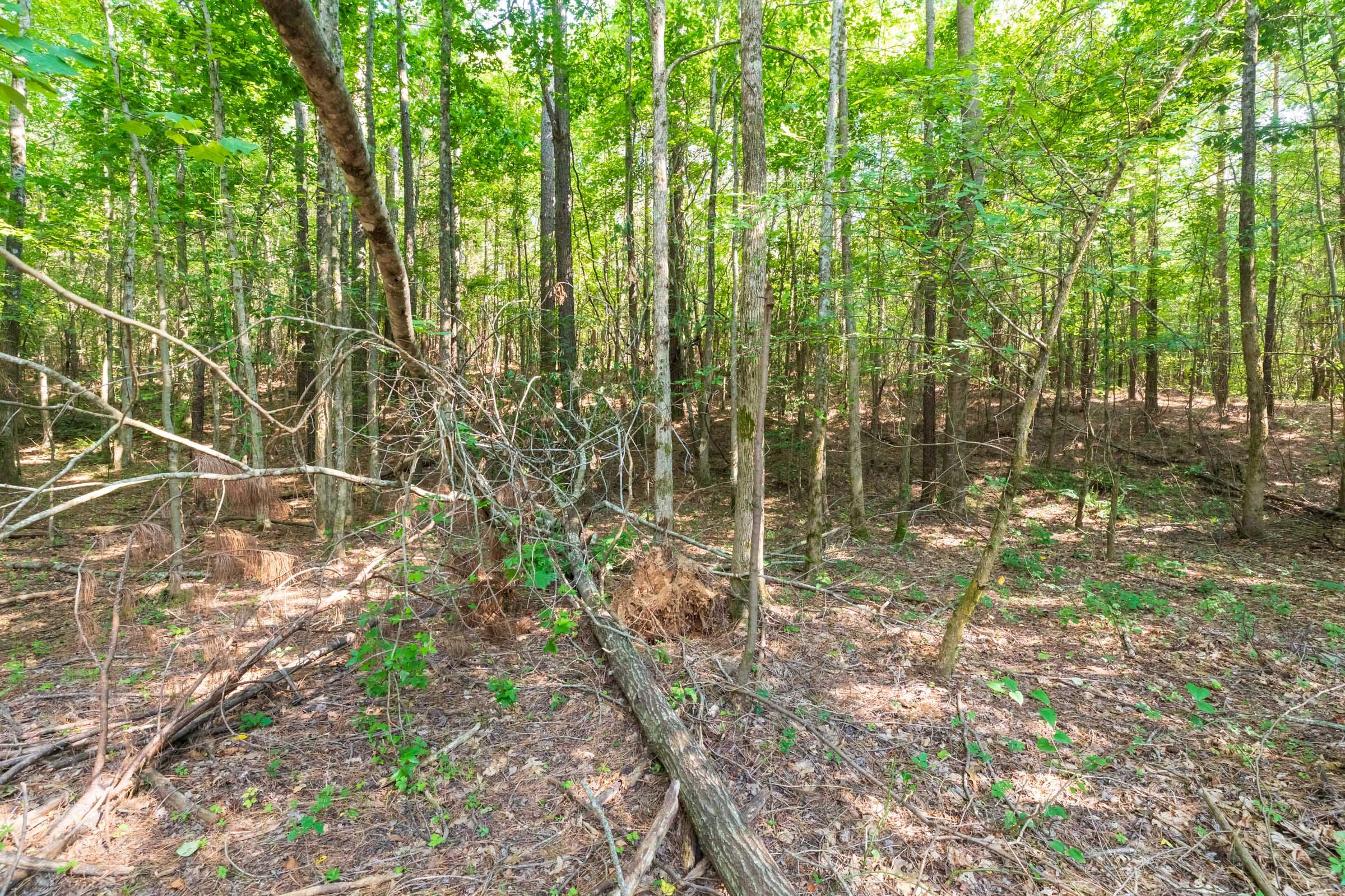 Whiskey Ridge Tract 112 photo 3