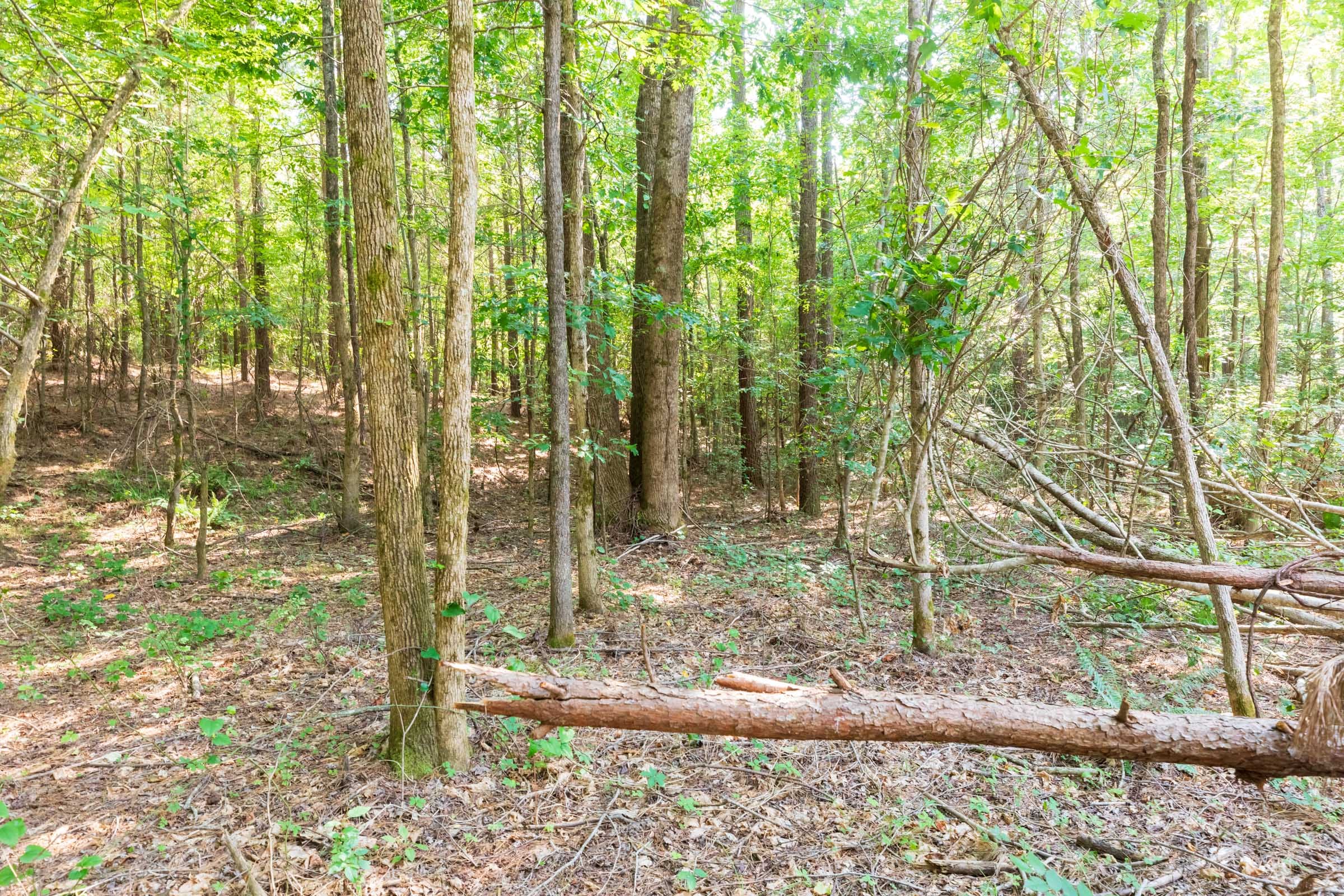 Whiskey Ridge Tract 112 photo 4
