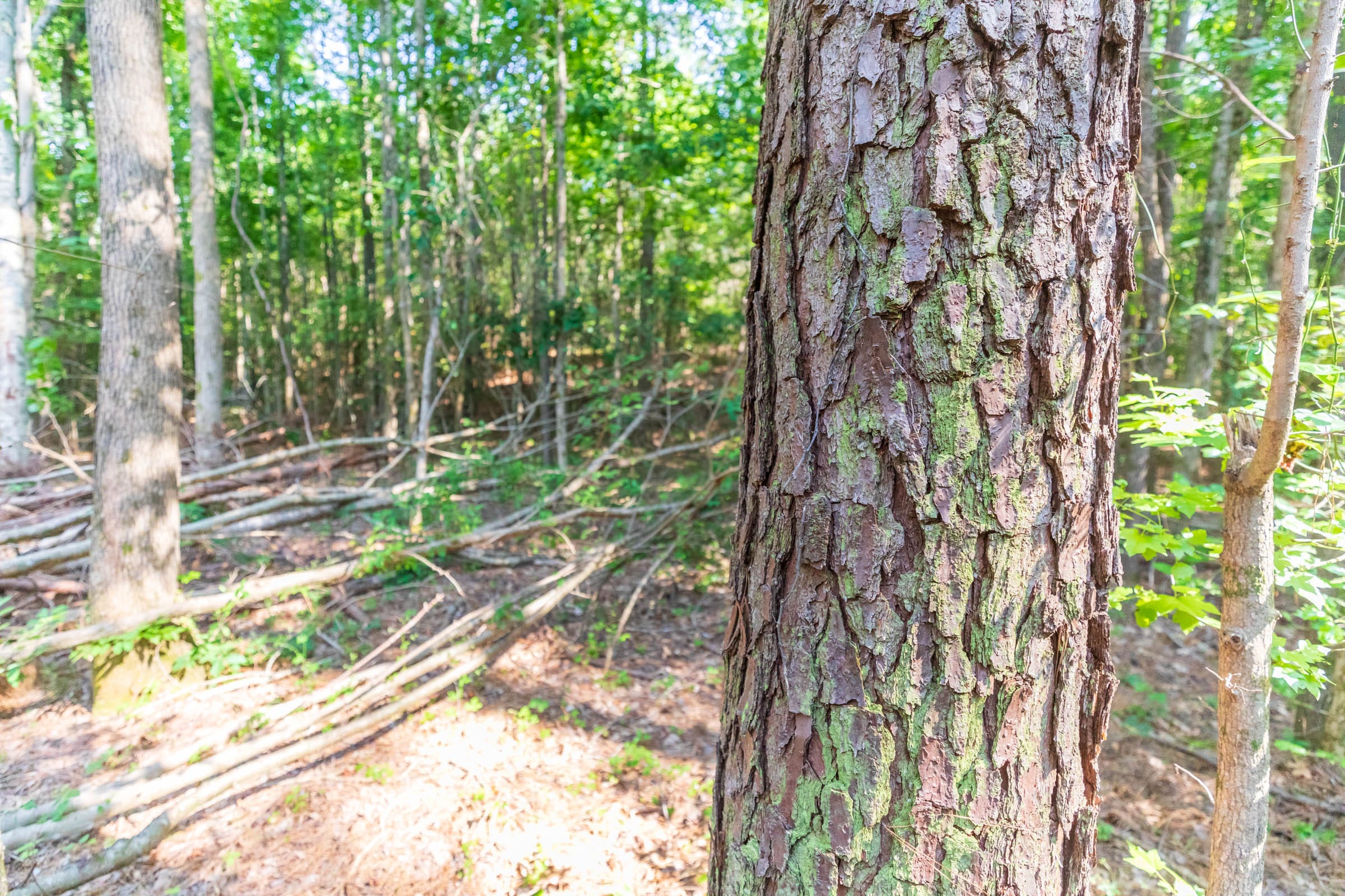 Whiskey Ridge Tract 112 photo 6