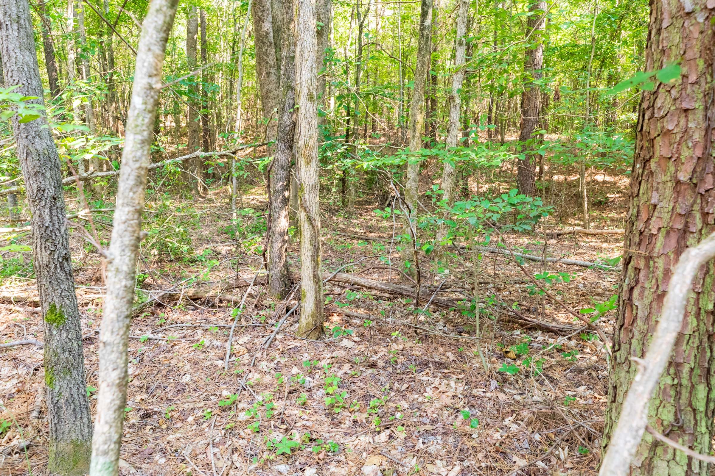Whiskey Ridge Tract 112 photo 7