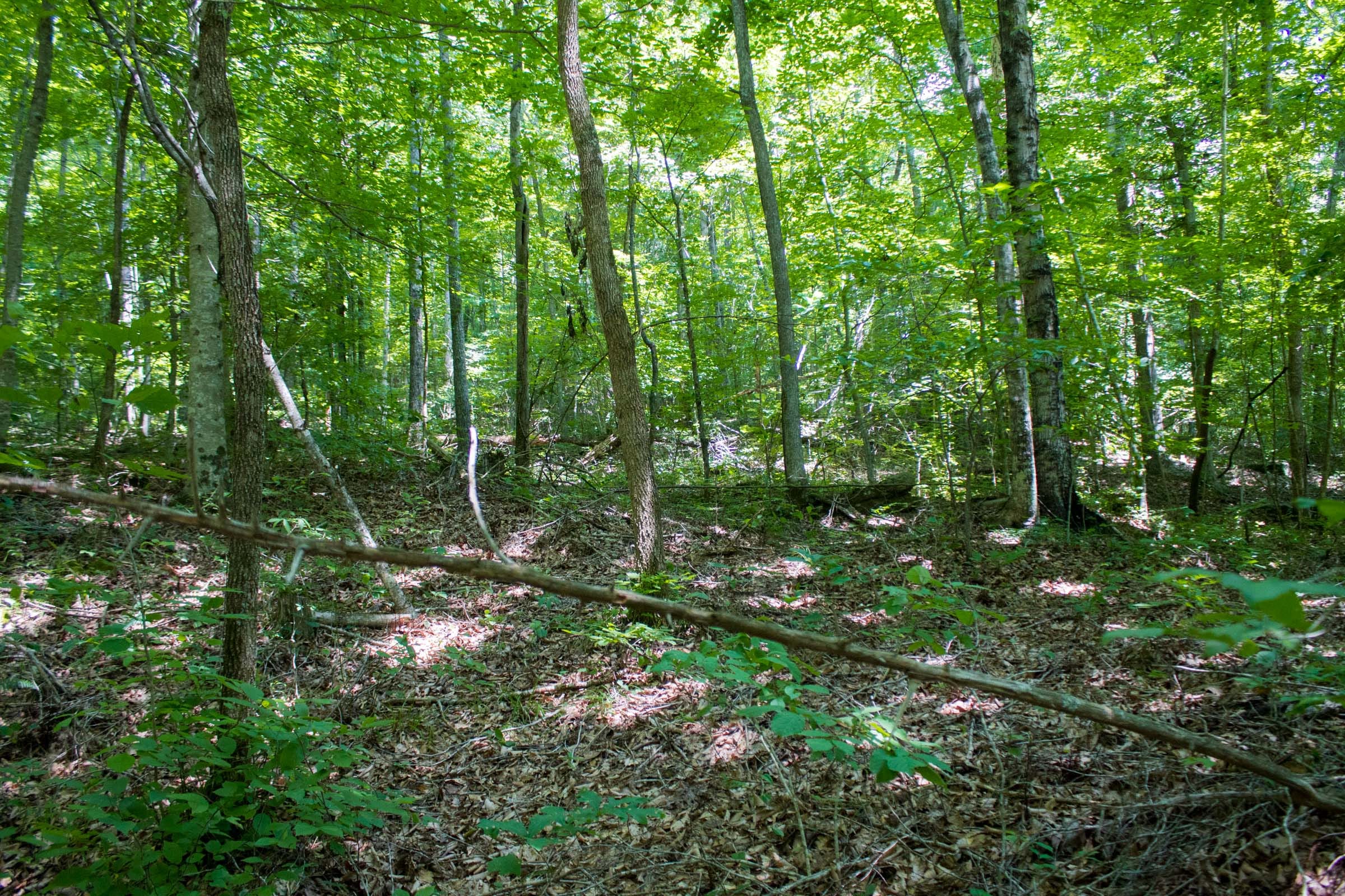 Bluewater Ridge Tract 4 photo 4