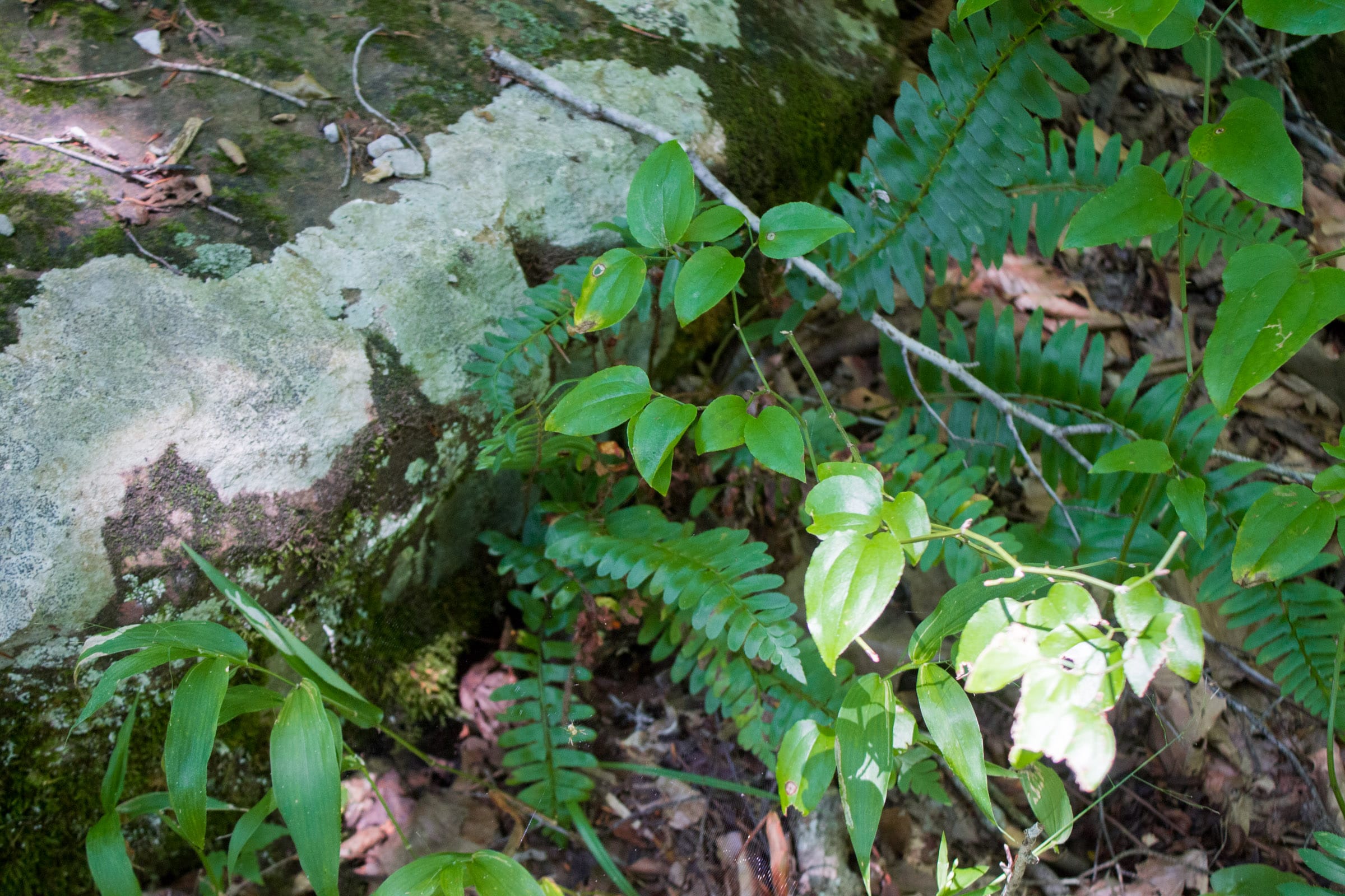 Bluewater Ridge Tract 4 photo 6