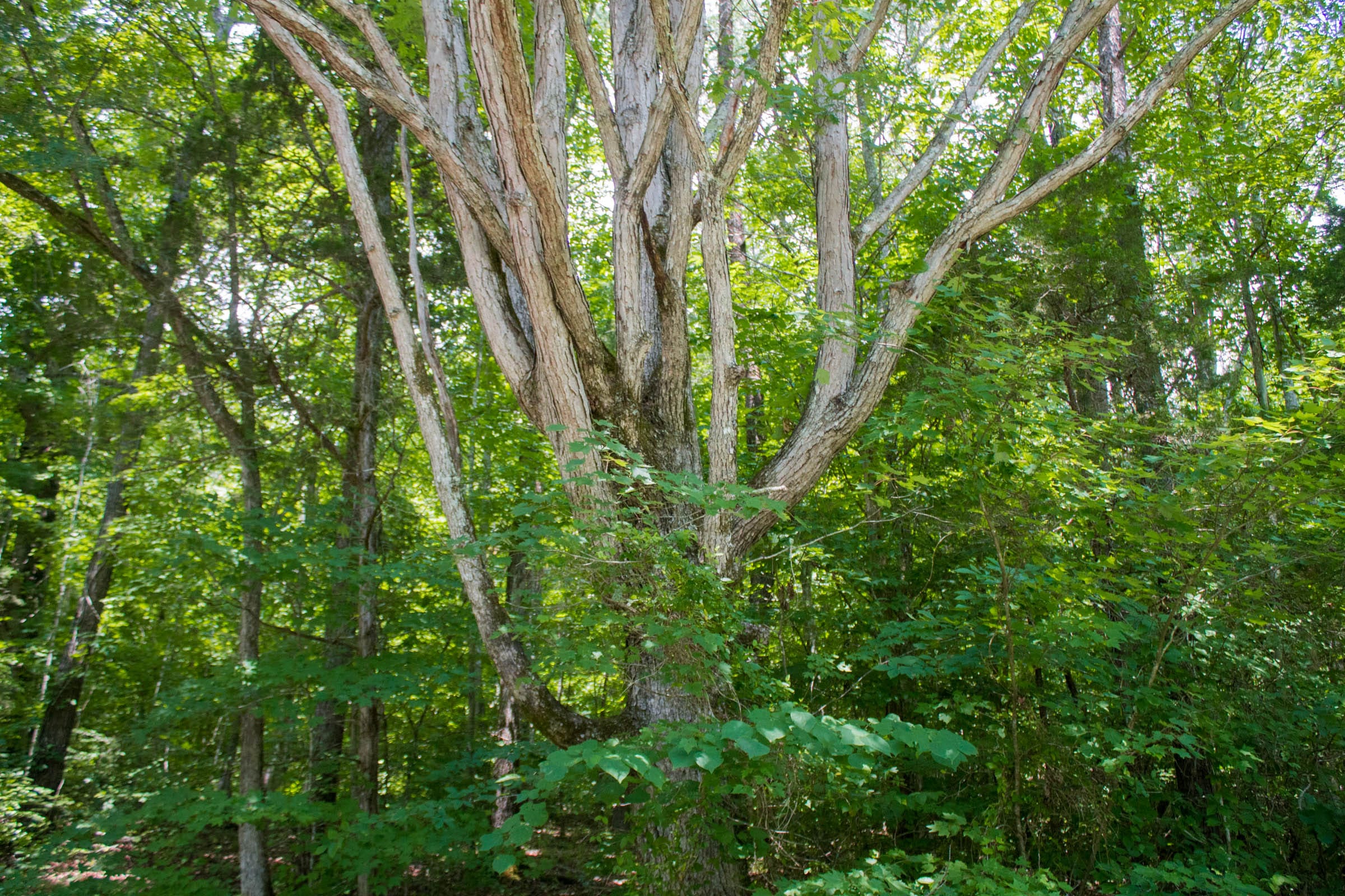 Bluewater Ridge Tract 4 photo 11