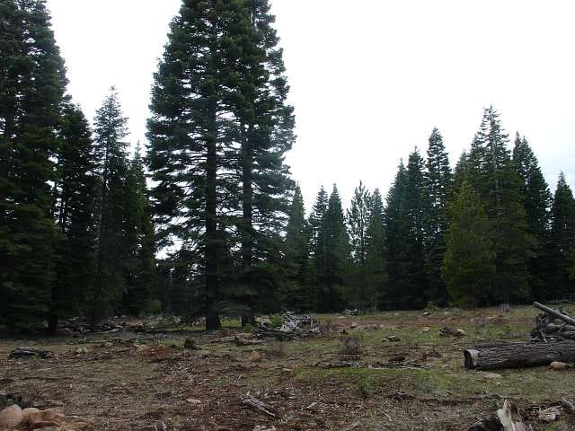 California Pines Tract 49 photo 7