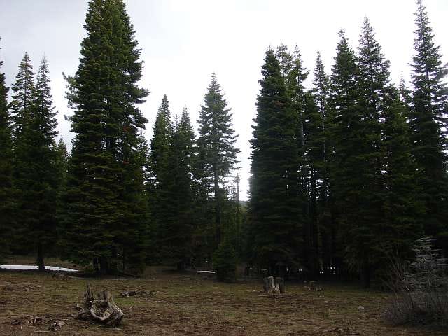 California Pines Tract 49 photo 9