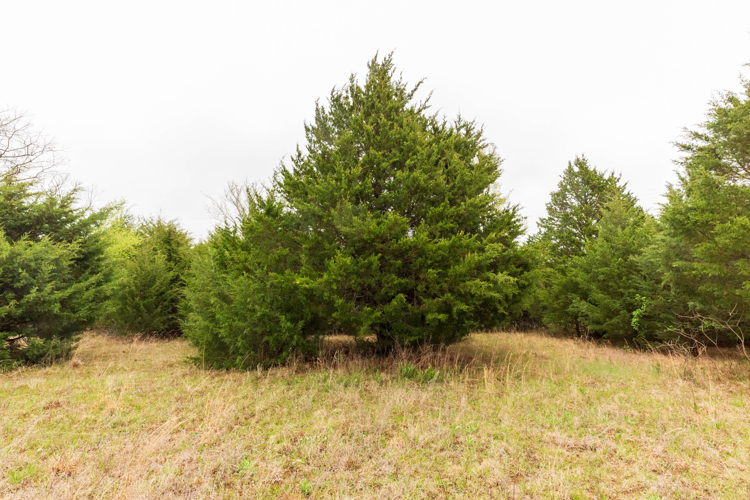 Moonrise Meadows Tract 3 photo 5
