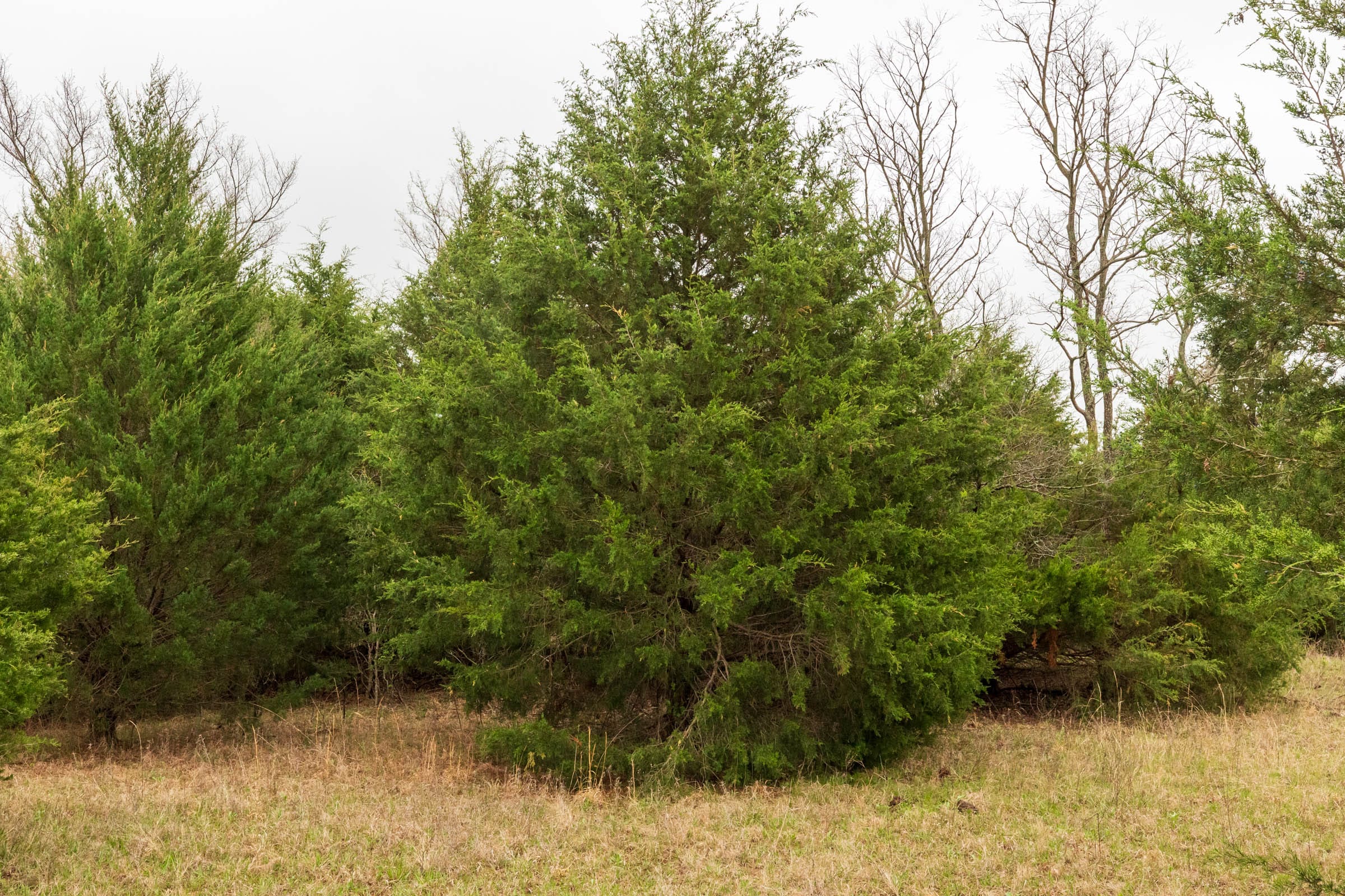 Moonrise Meadows Tract 3 photo 10