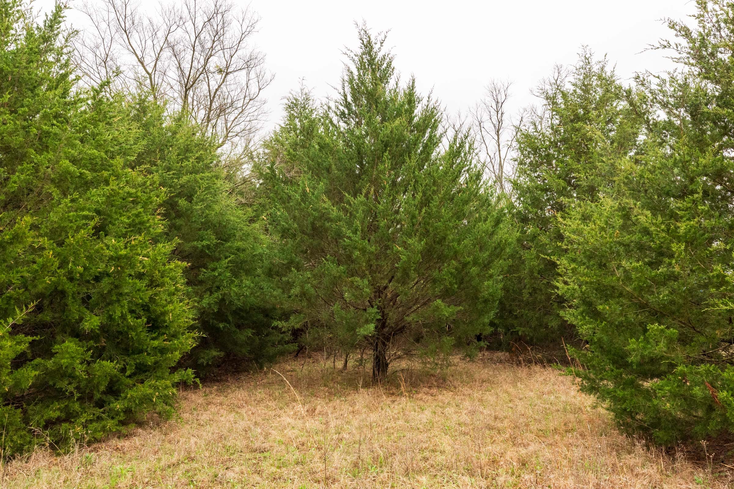 Moonrise Meadows Tract 3 photo 12