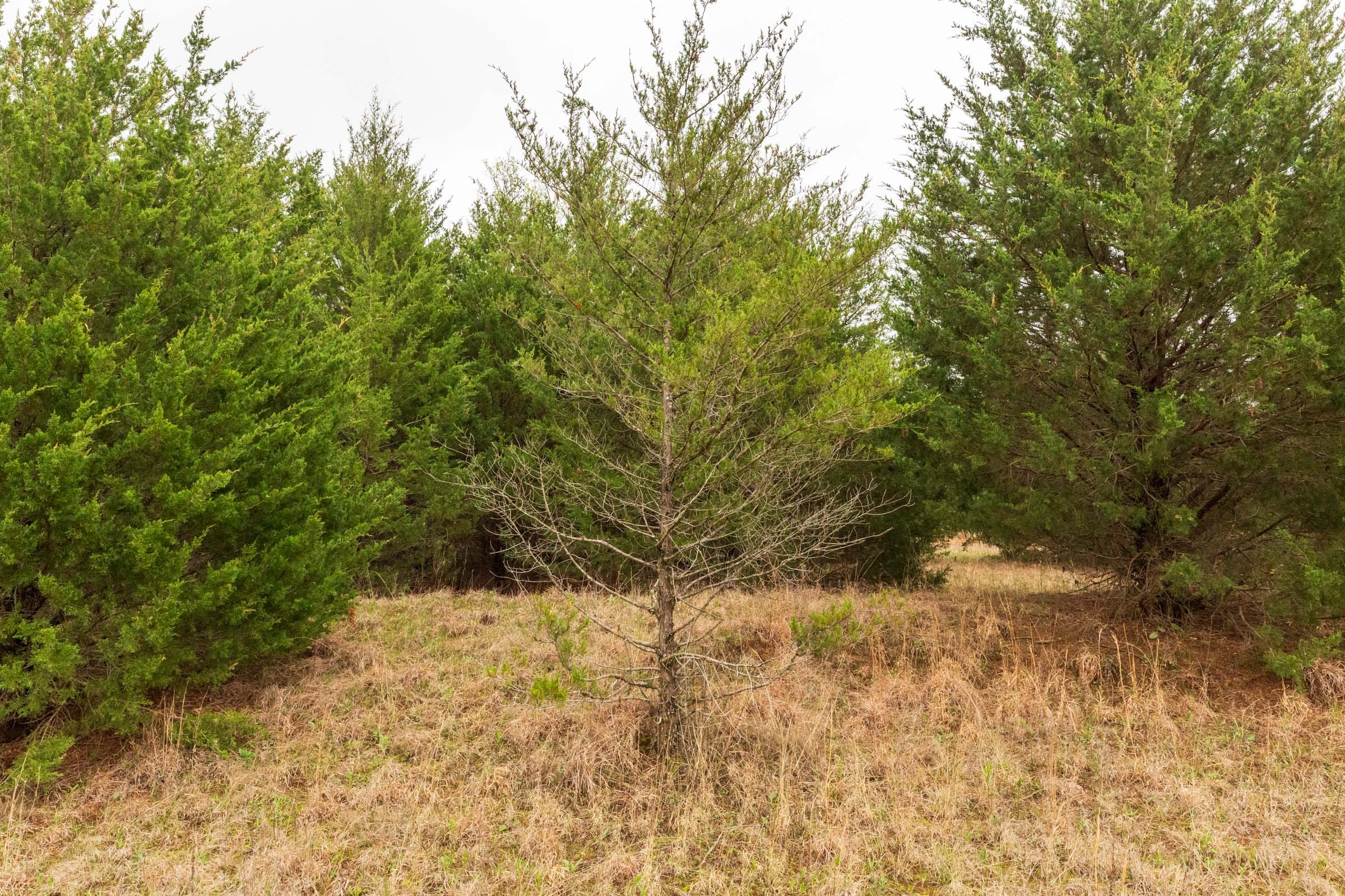 Moonrise Meadows Tract 3 photo 18