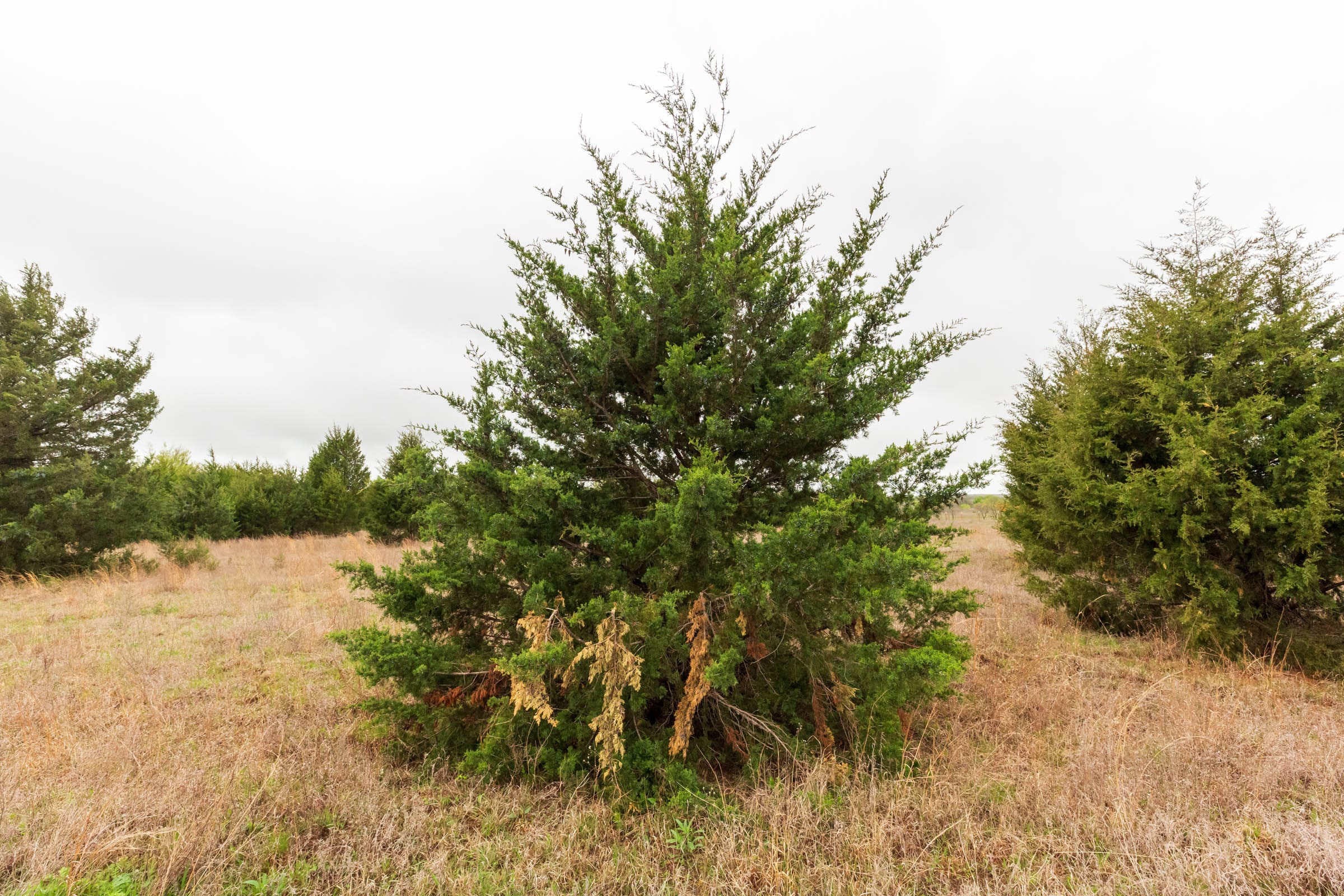 Moonrise Meadows Tract 3 photo 21