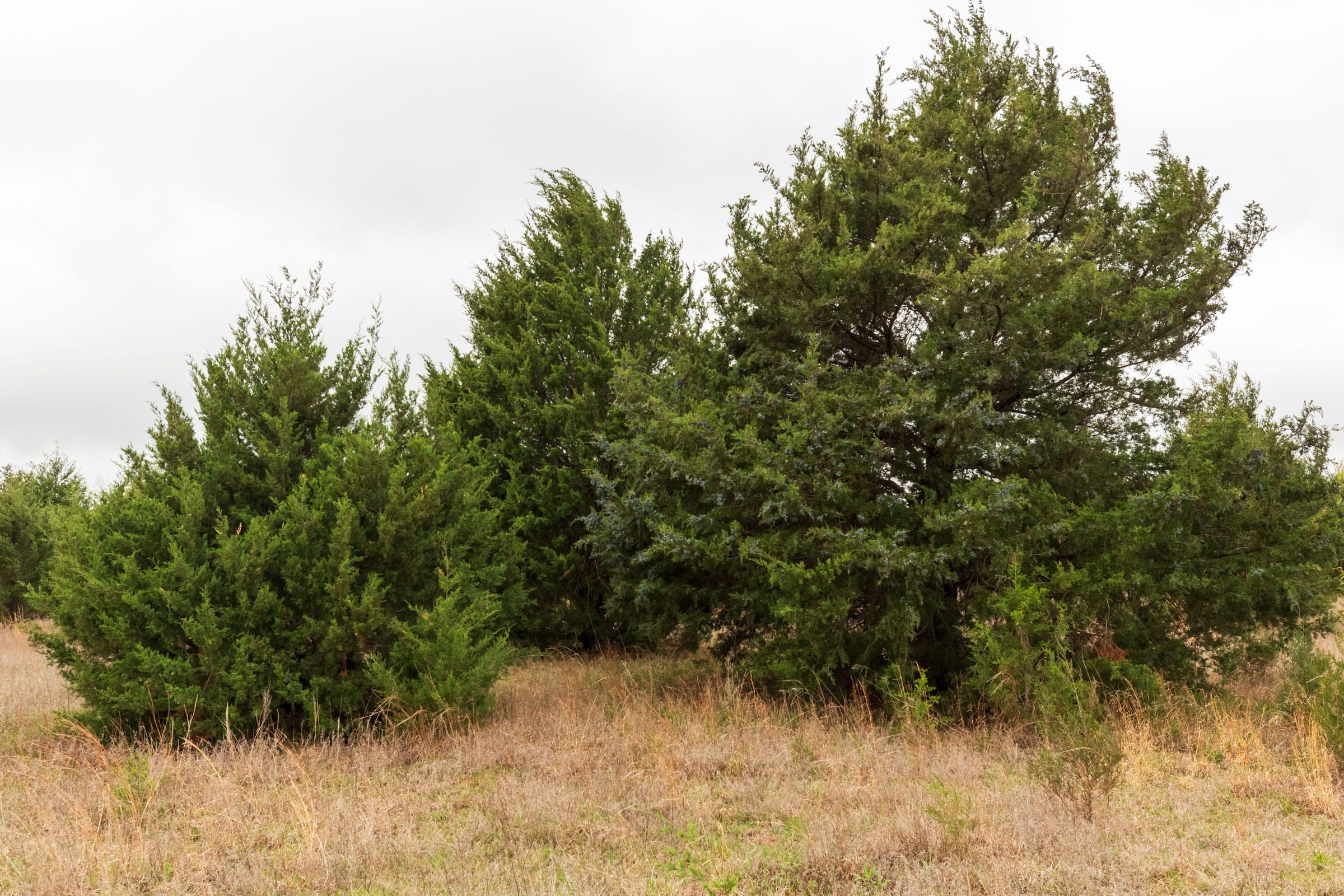 Moonrise Meadows Tract 3 photo 24