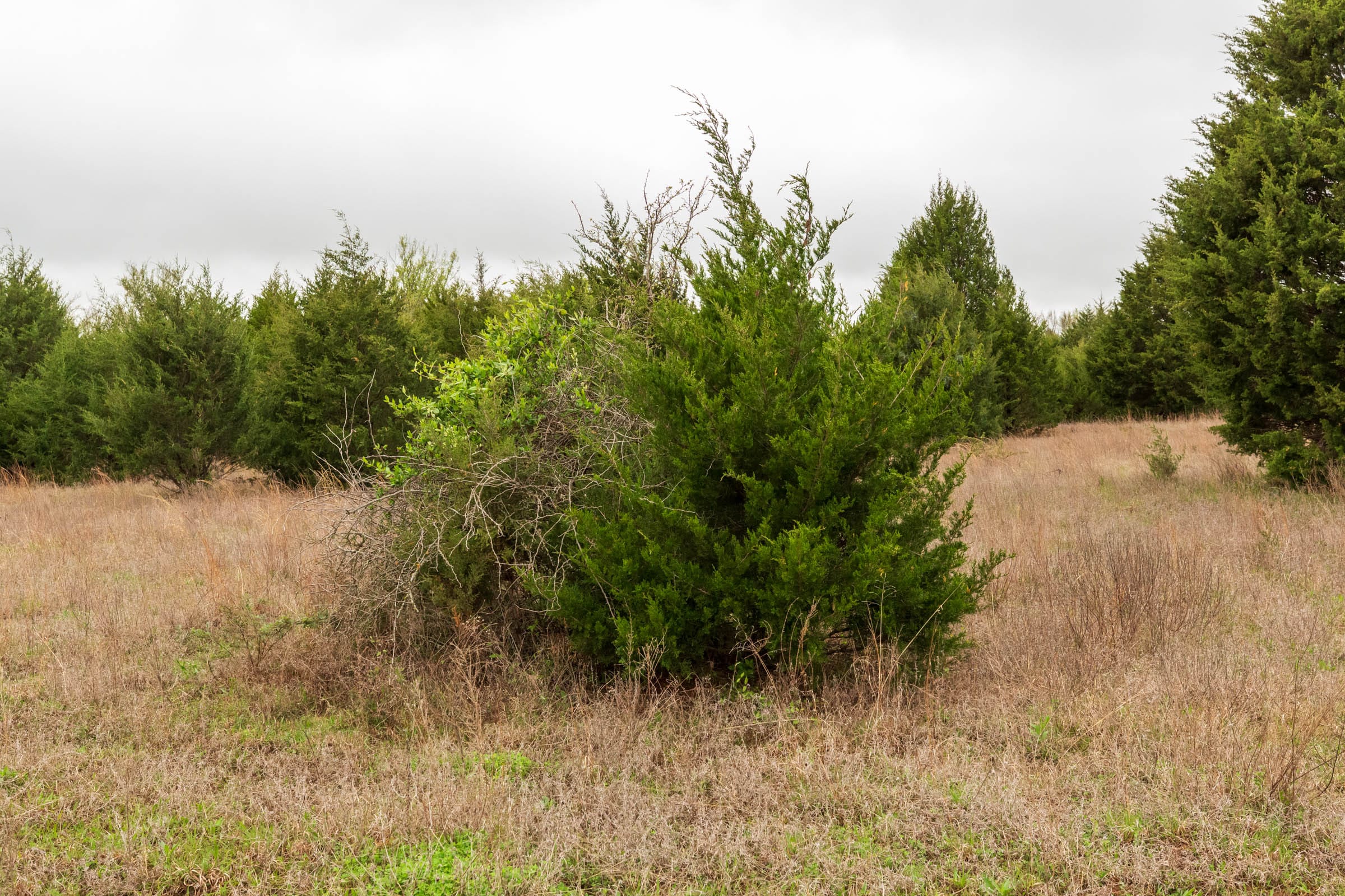 Moonrise Meadows Tract 3 photo 26