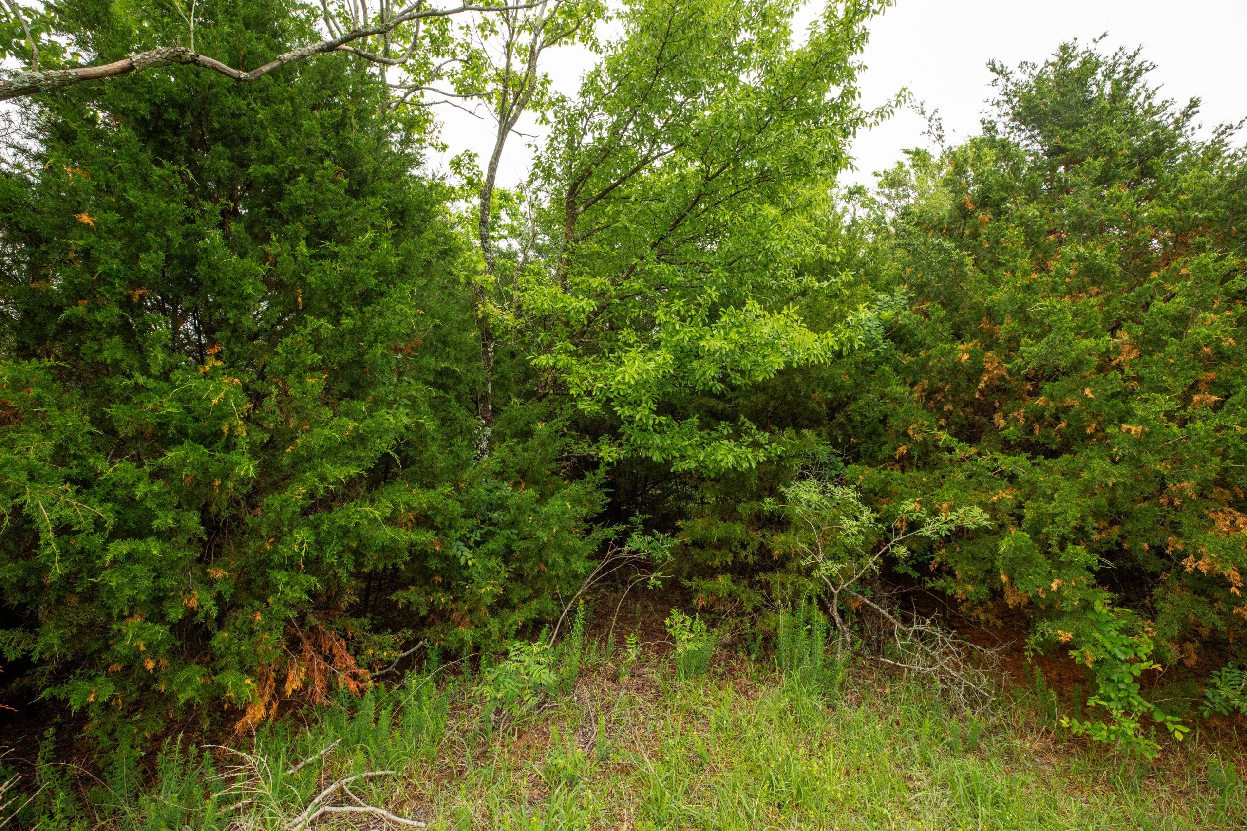 Moonrise Meadows Tract 3 photo 13