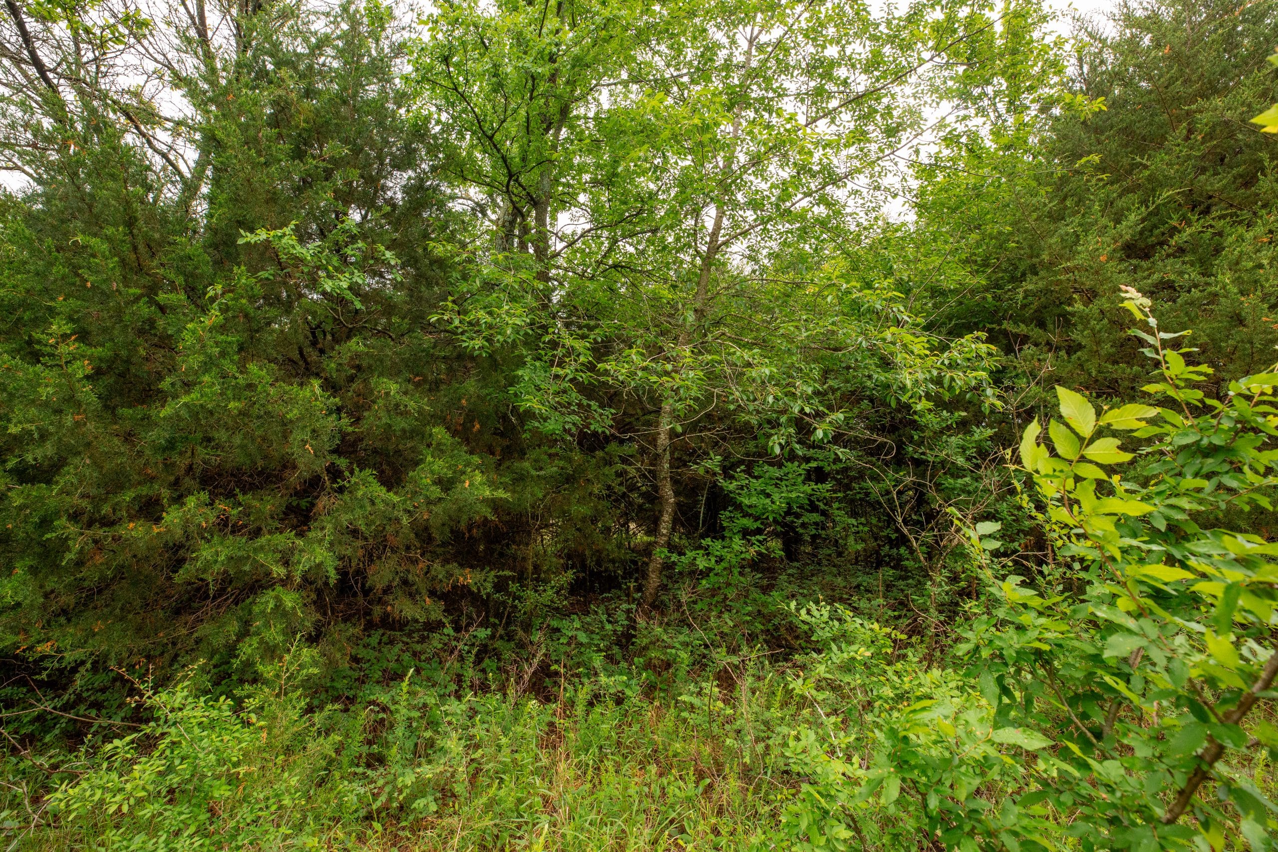 Moonrise Meadows Tract 3 photo 8