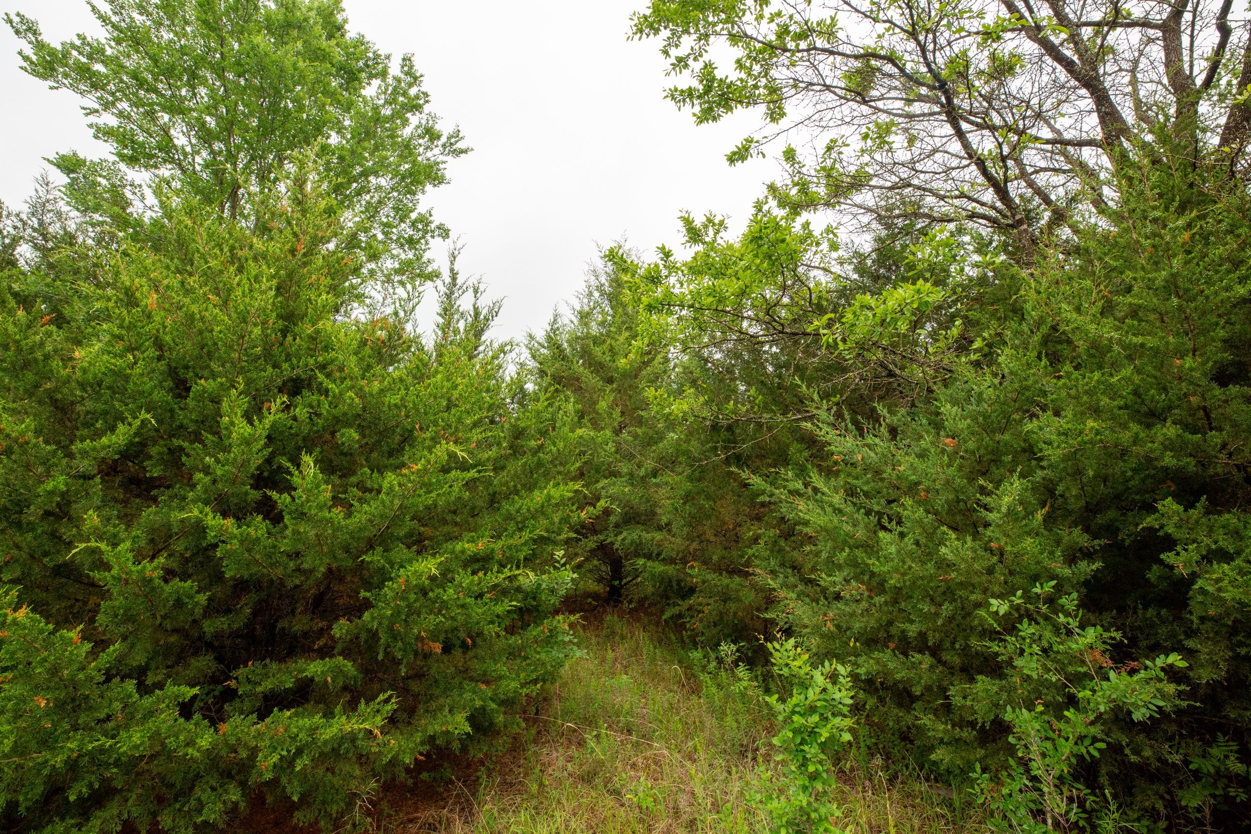 Moonrise Meadows Tract 3 photo 6