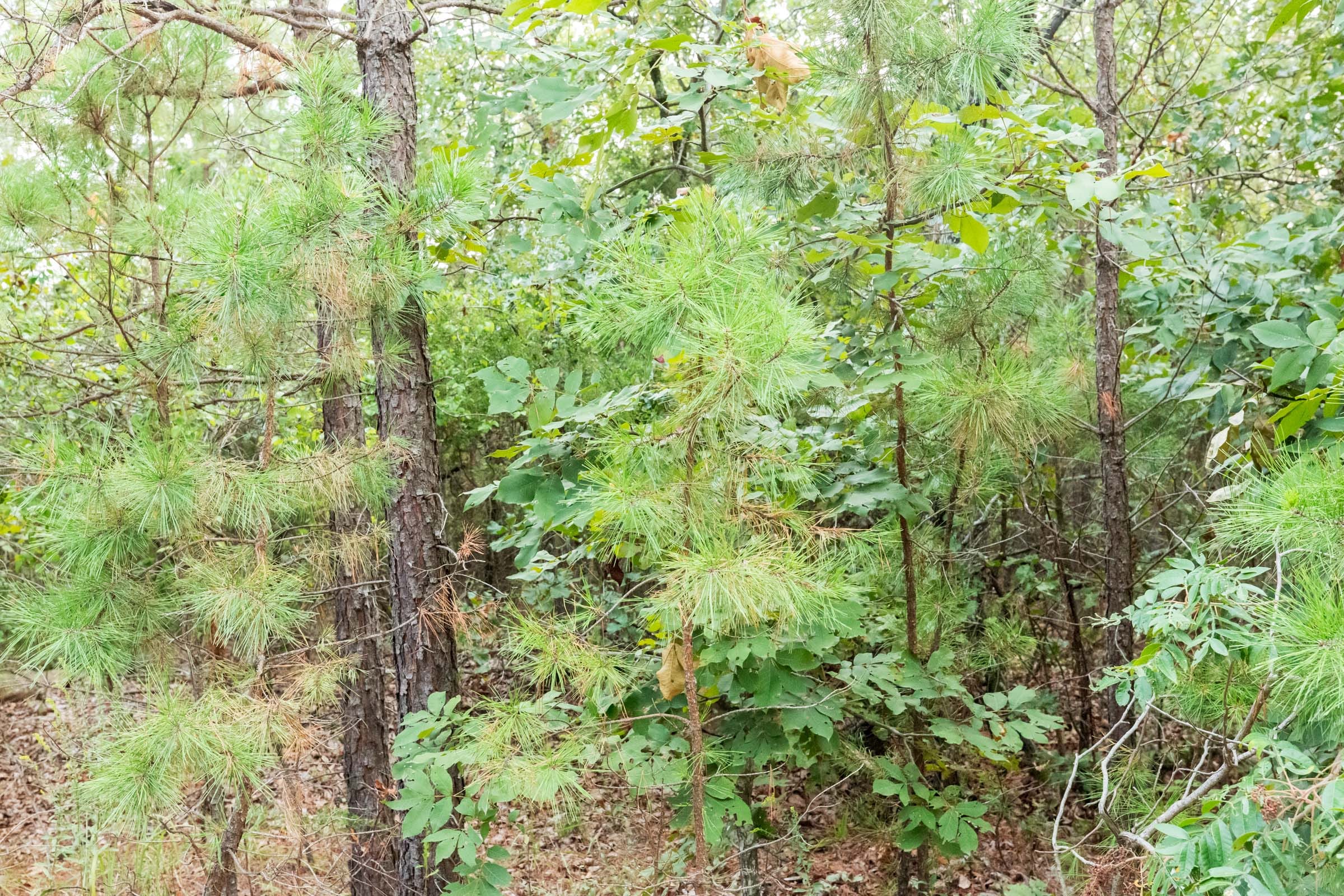 Stone Bridge Phase V Tract 390 photo 10