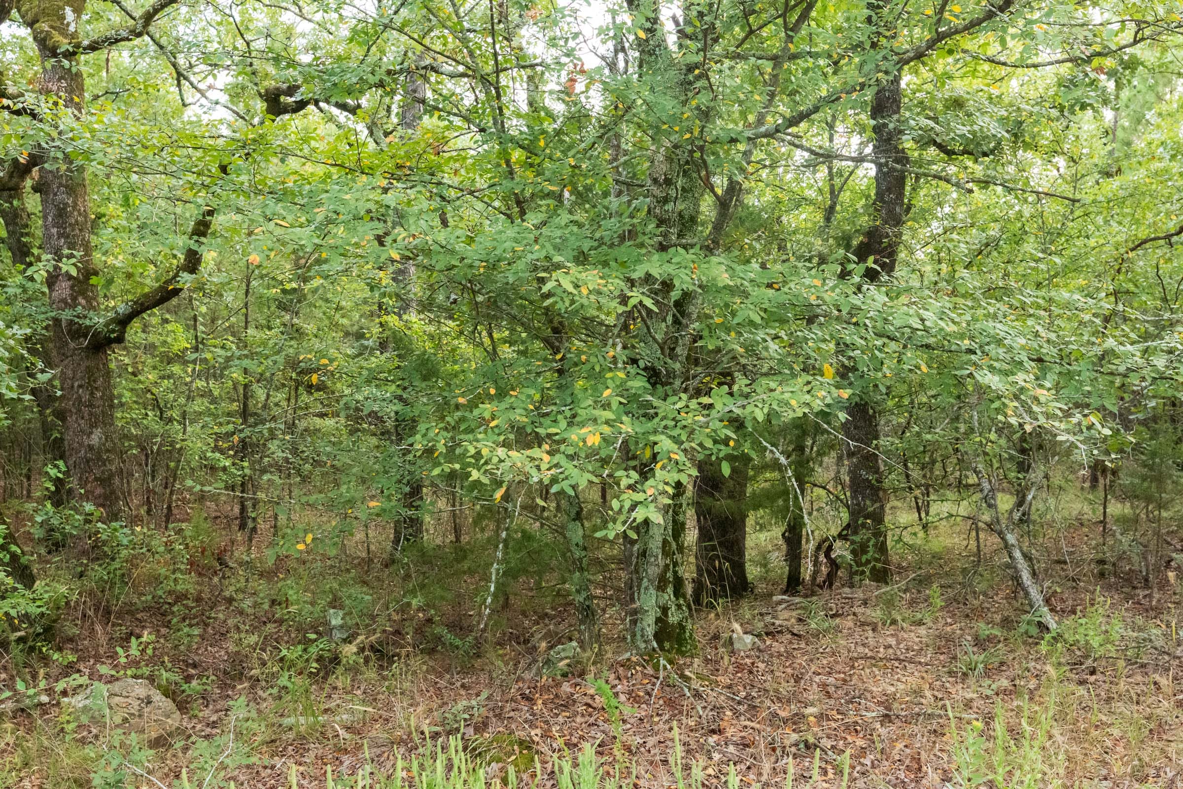 Stone Bridge Phase V Tract 390 photo 11