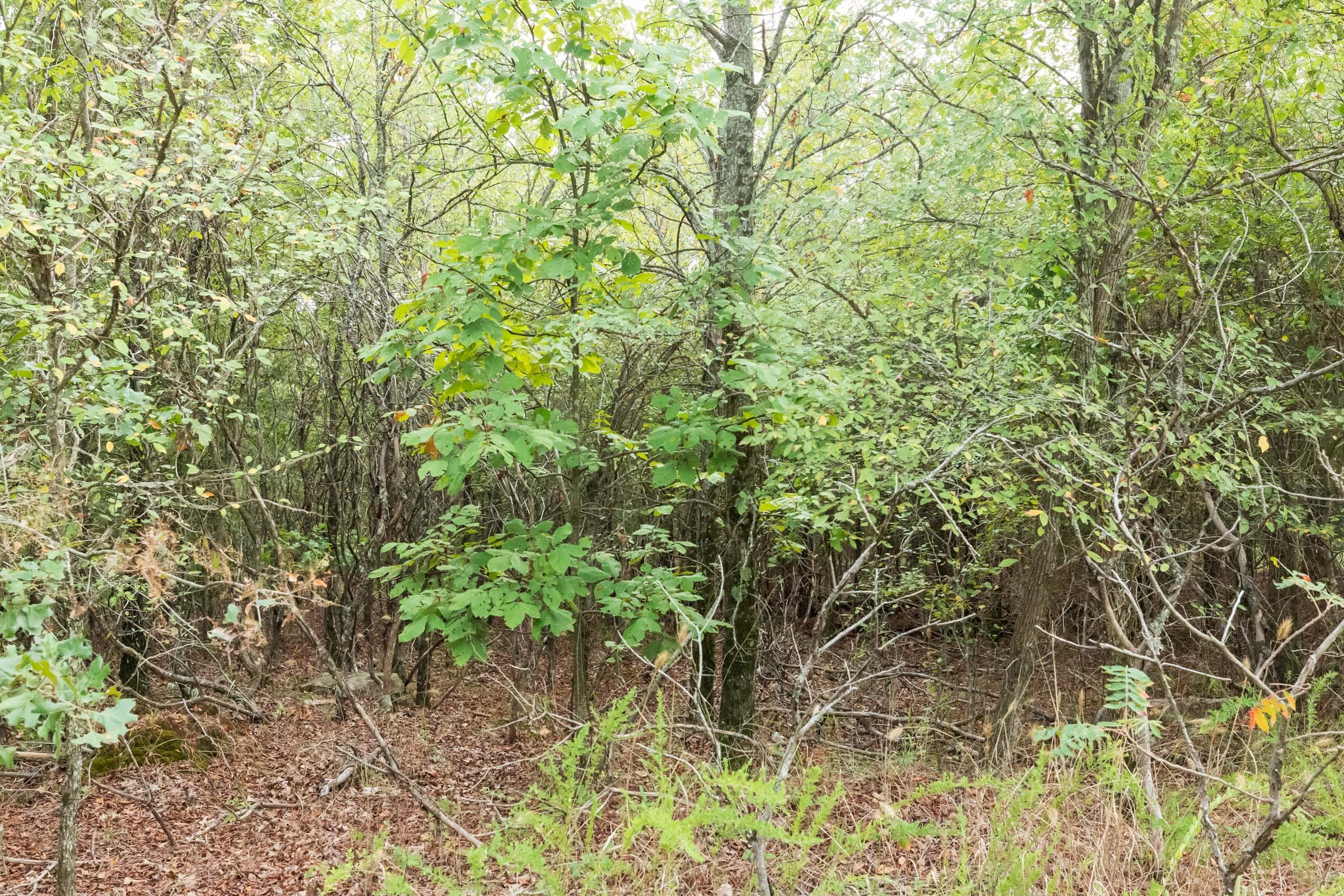 Stone Bridge Phase V Tract 390 photo 12