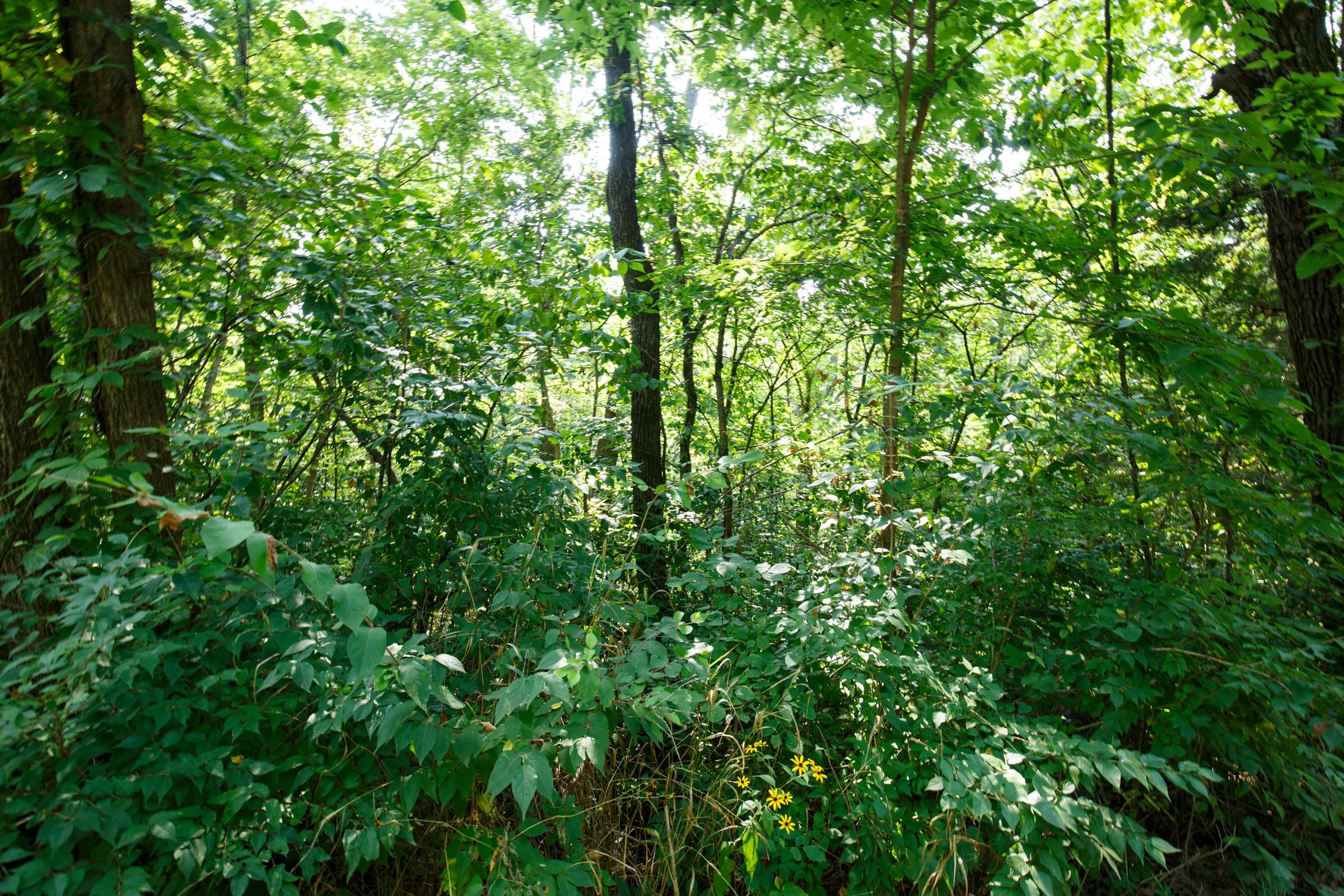 Spring Lake Plat 2 Tract 11 photo 3