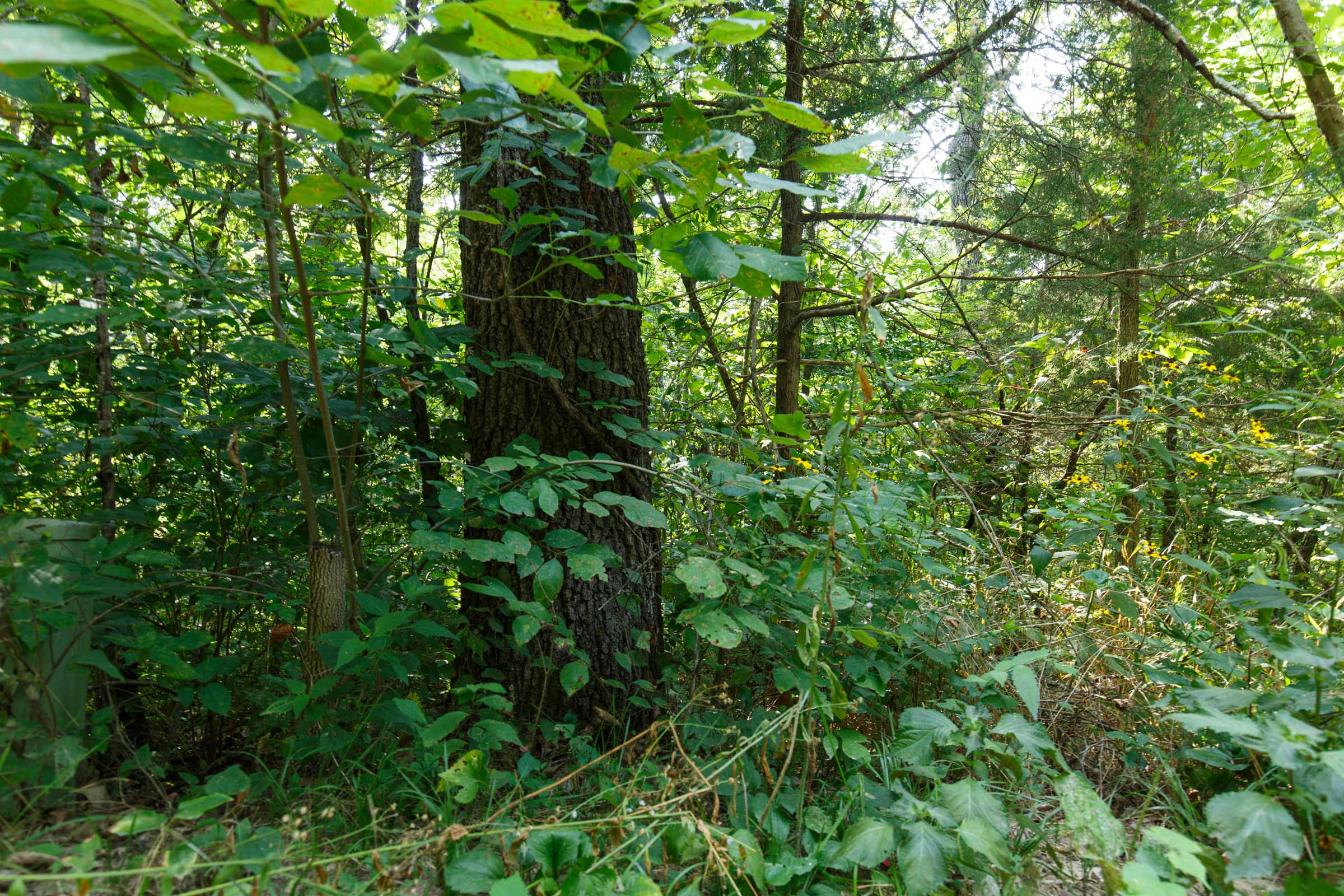 Spring Lake Plat 2 Tract 11 photo 4