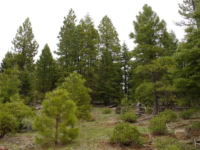 California Pines Tract 27 photo 1